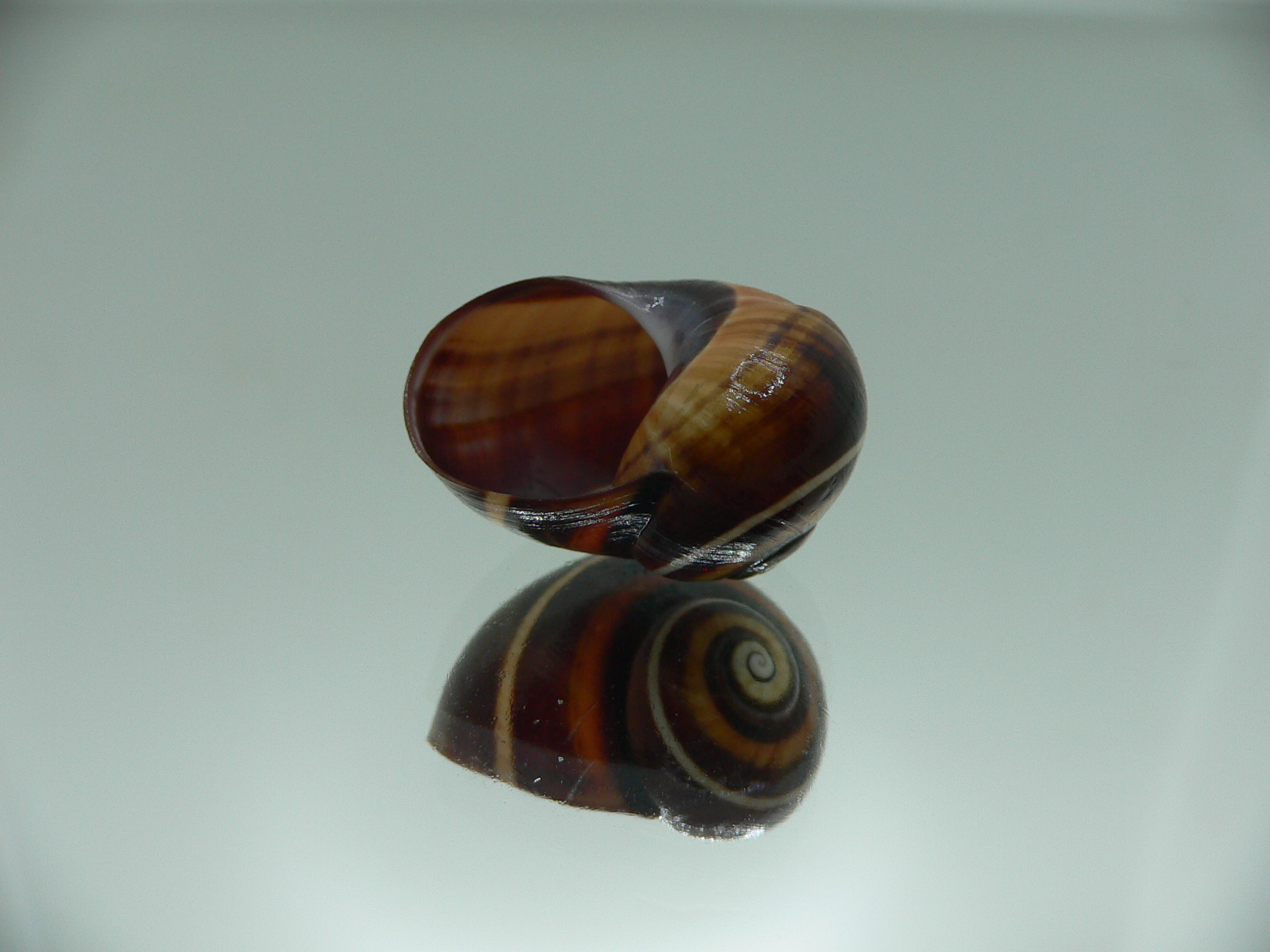 Polymita picta iolimbata RARE & IDEAL