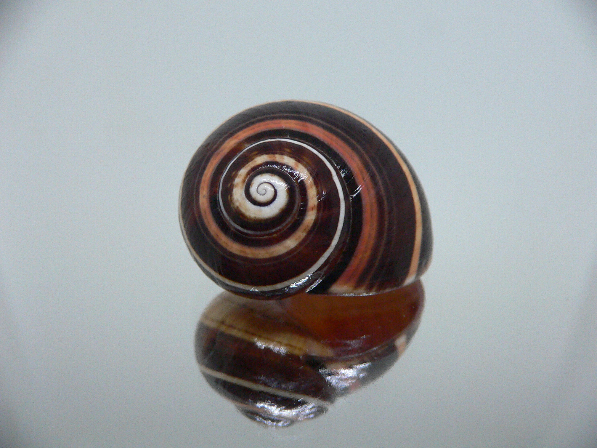 Polymita picta iolimbata RARE & IDEAL