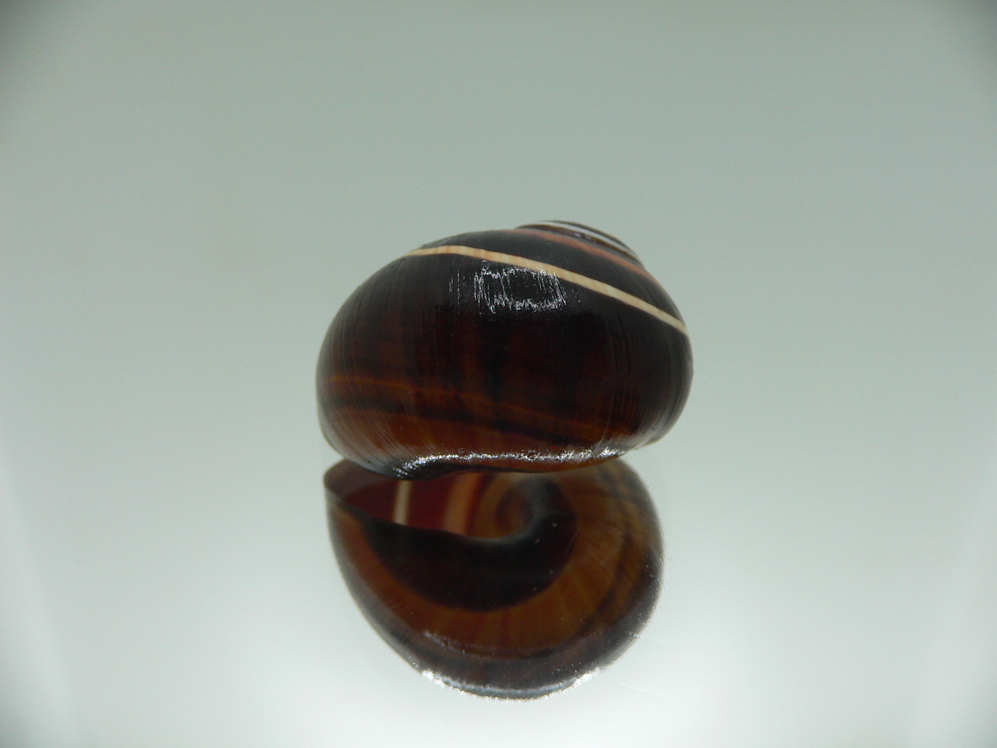 Polymita picta iolimbata RARE & IDEAL