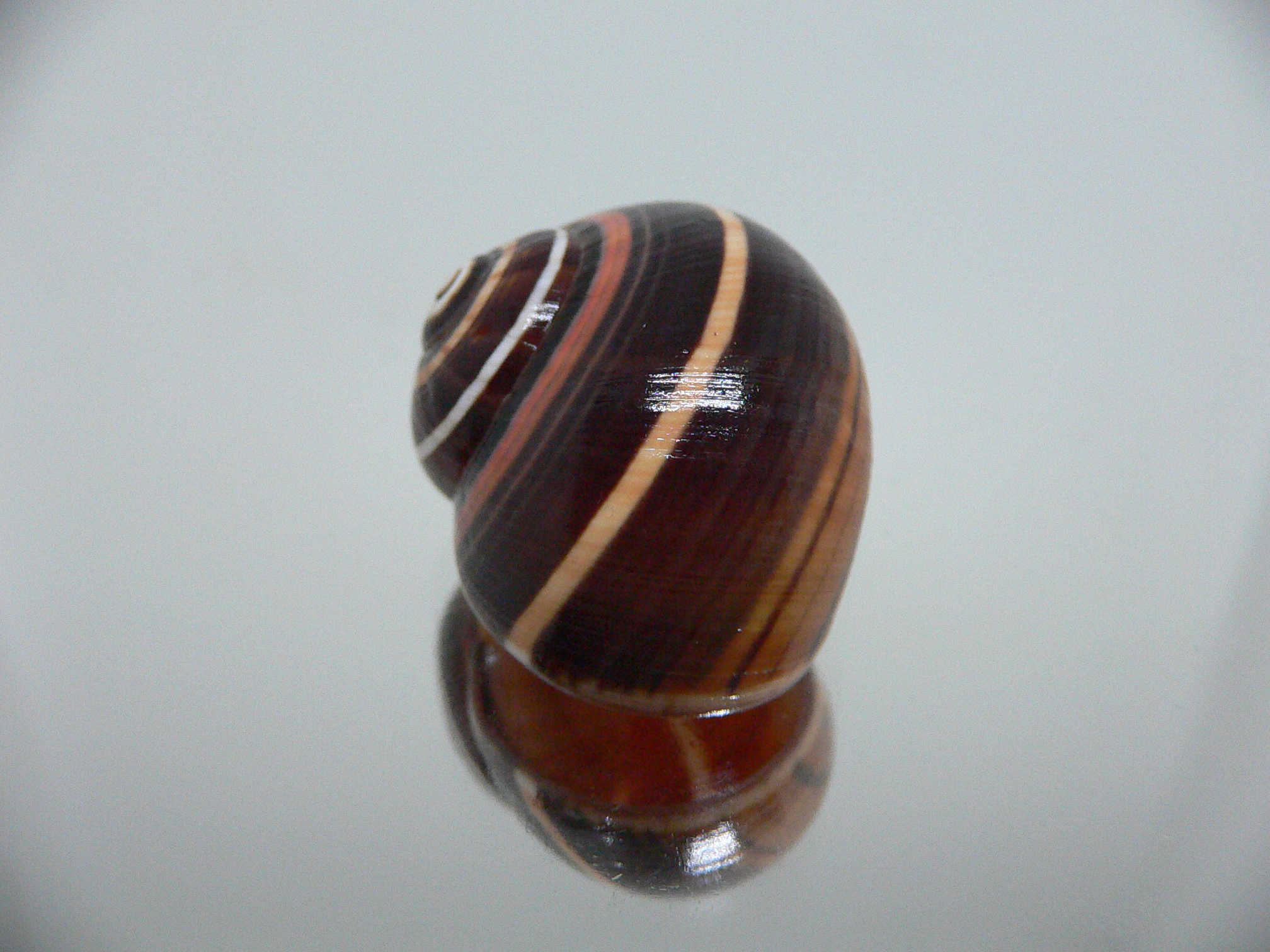 Polymita picta iolimbata RARE & IDEAL