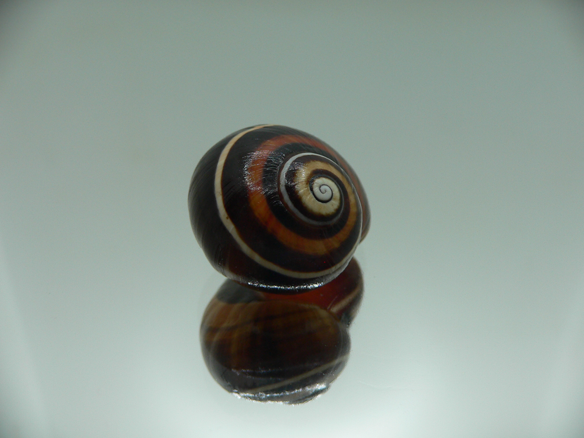 Polymita picta iolimbata RARE & IDEAL