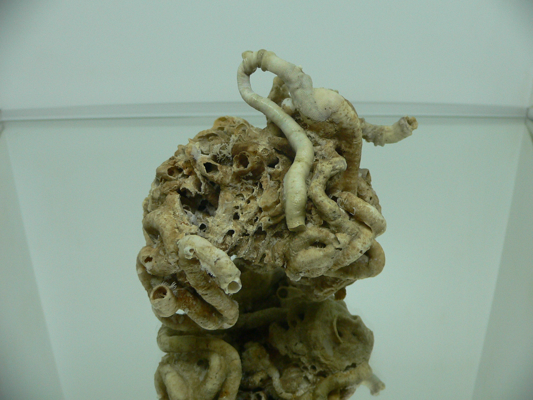 Колония Serpula SP. HEAVY