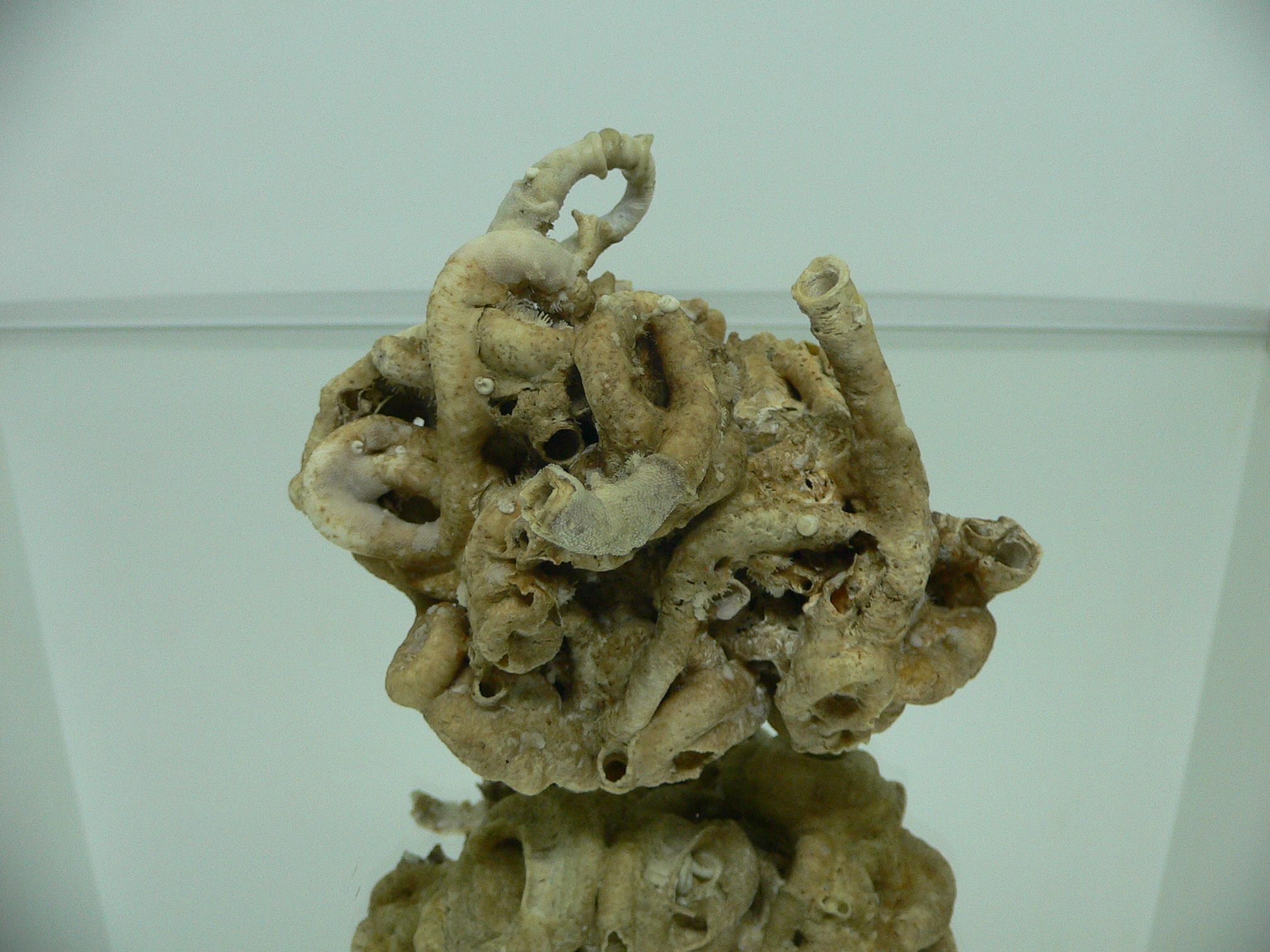 Колония Serpula SP. HEAVY