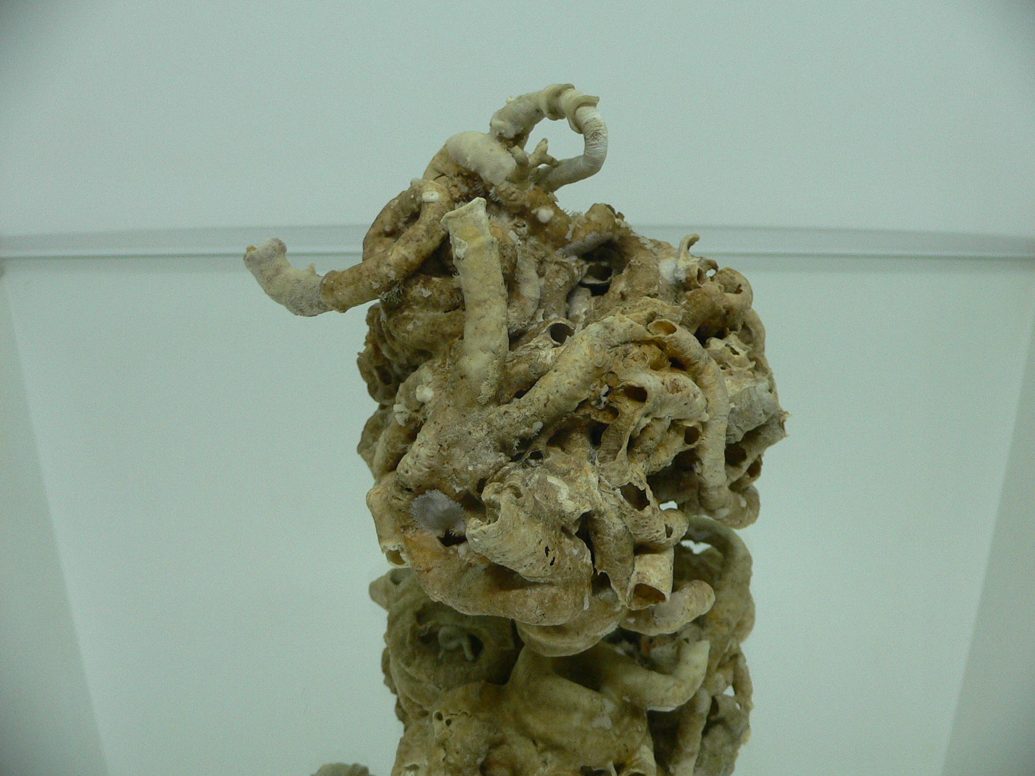 Колония Serpula SP. HEAVY