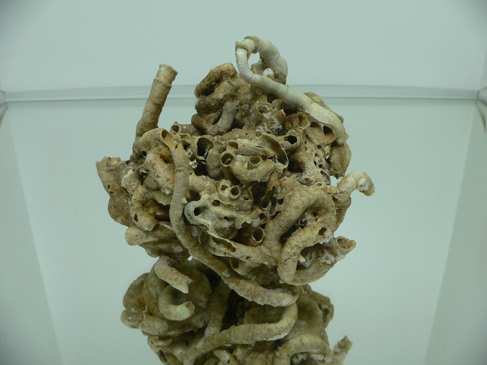 Колония Serpula SP. HEAVY