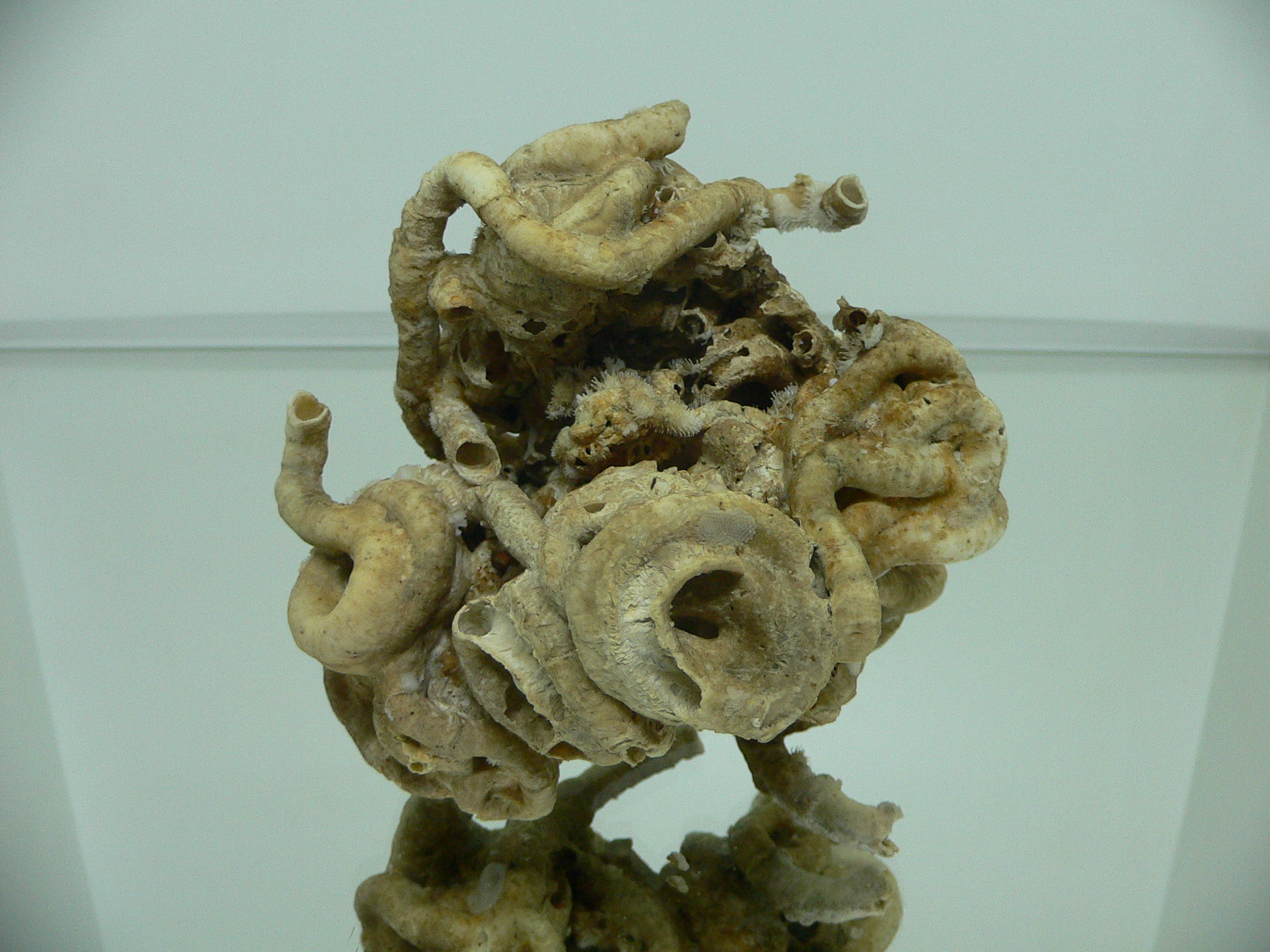 Колония Serpula SP. HEAVY