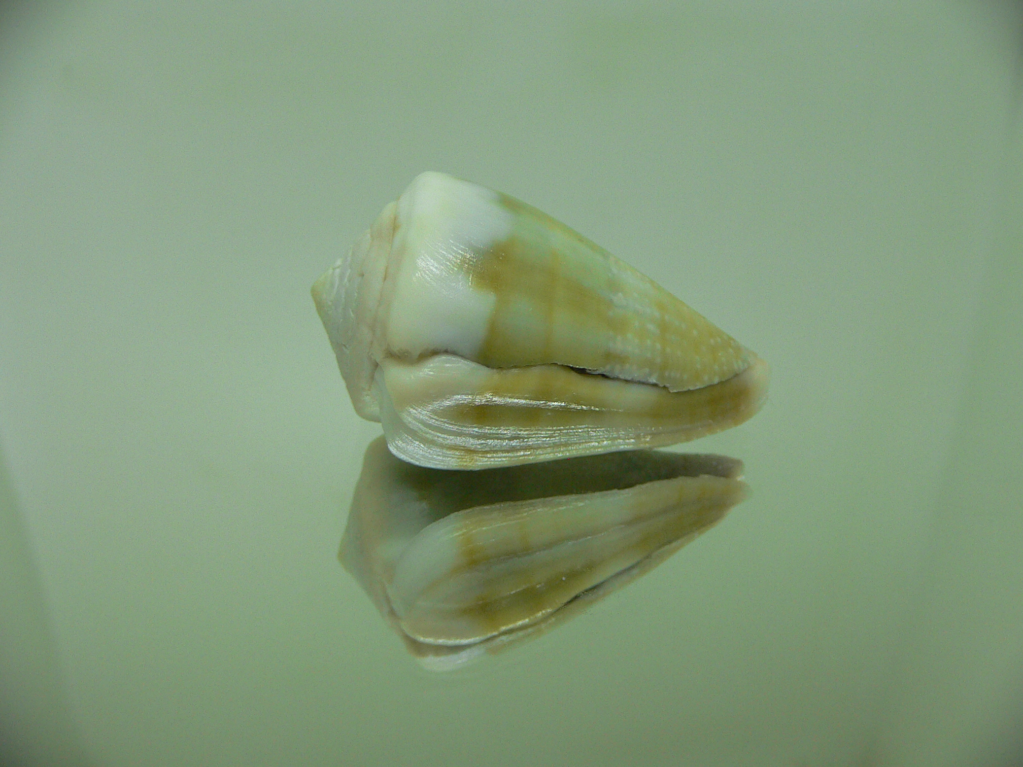 Conus rattus