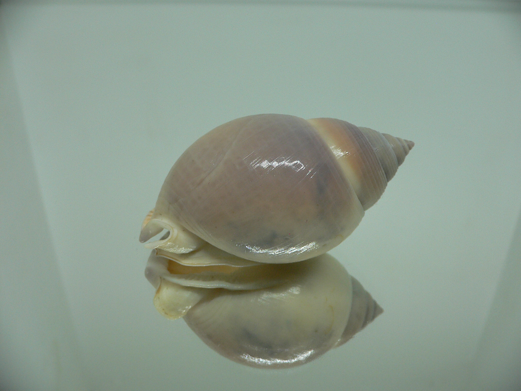 Semicassis bulla BIG & BEAUTIFUL