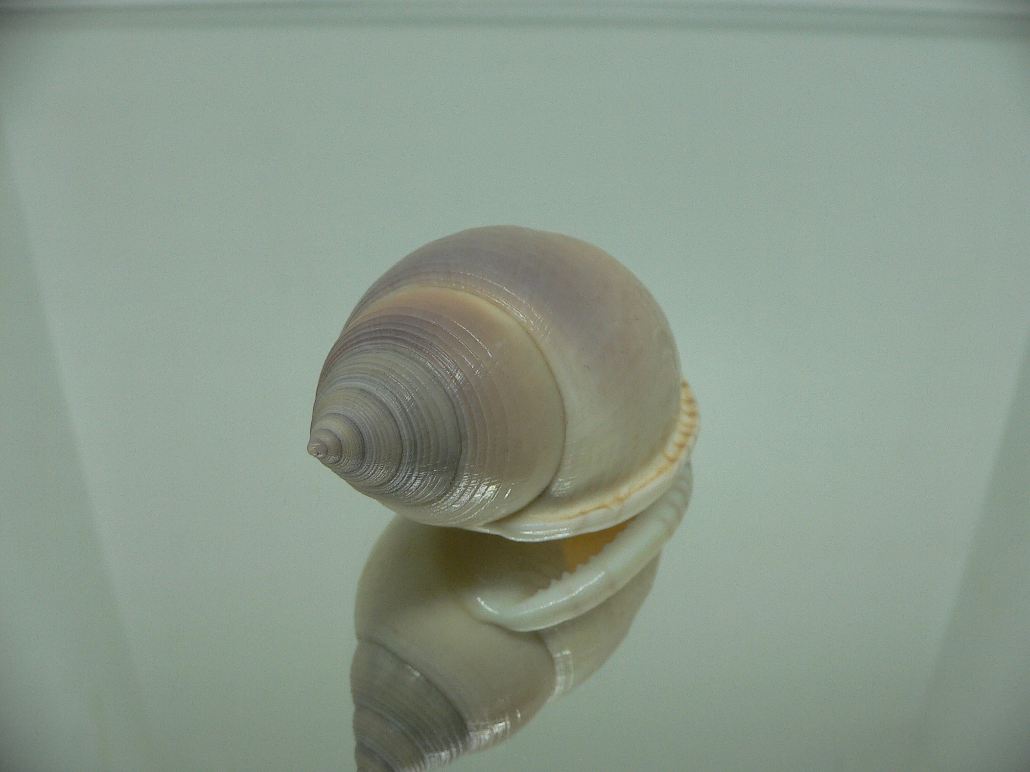 Semicassis bulla BIG & BEAUTIFUL