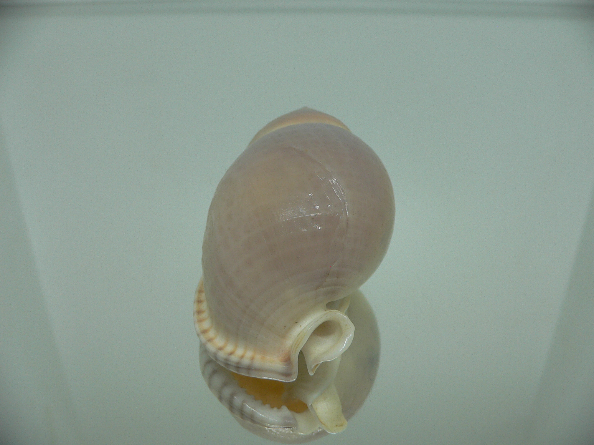 Semicassis bulla BIG & BEAUTIFUL