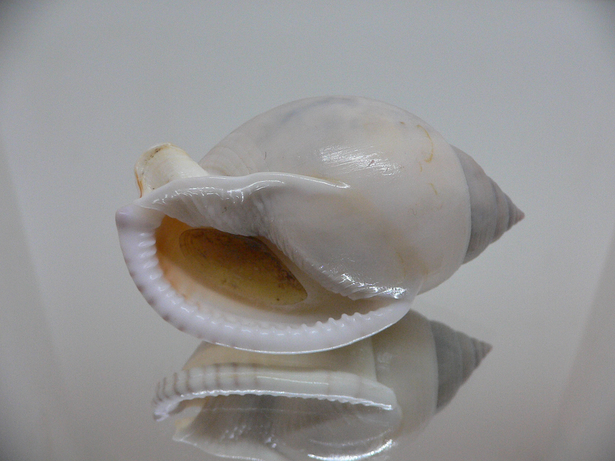 Semicassis bulla BIG & BEAUTIFUL