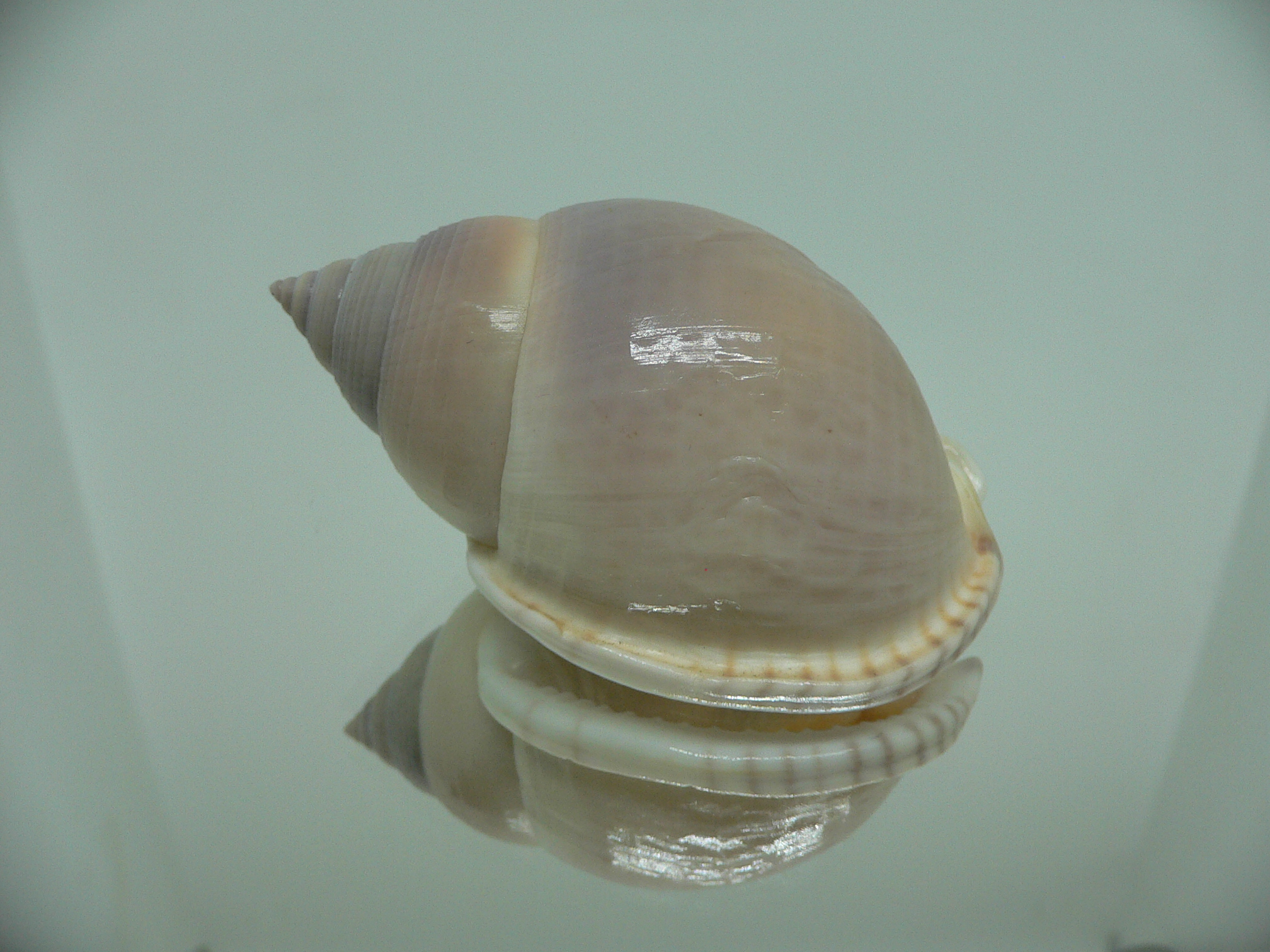 Semicassis bulla BIG & BEAUTIFUL