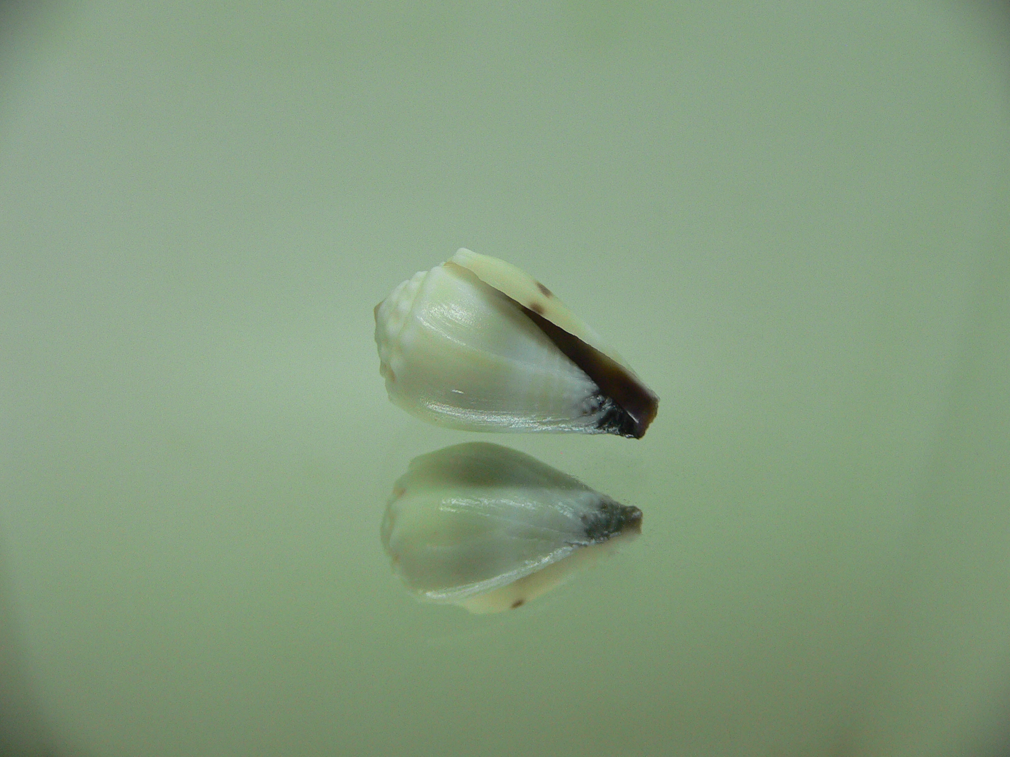 Conus sponsalis WIDE