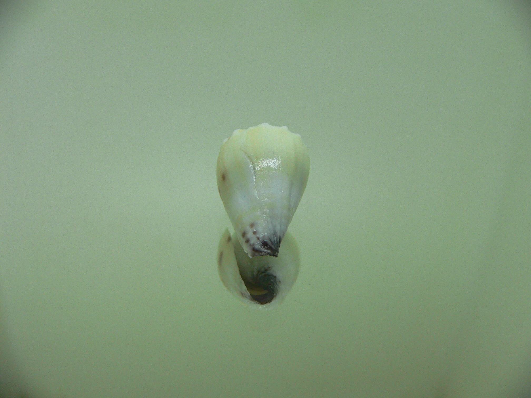 Conus sponsalis WIDE