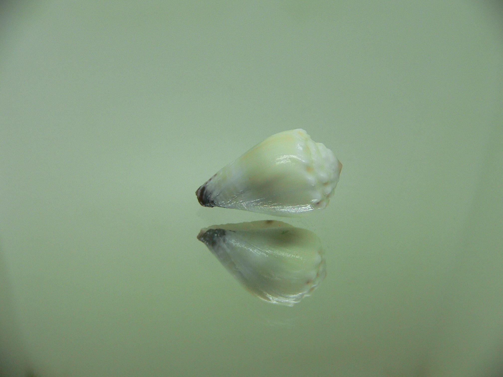 Conus sponsalis WIDE