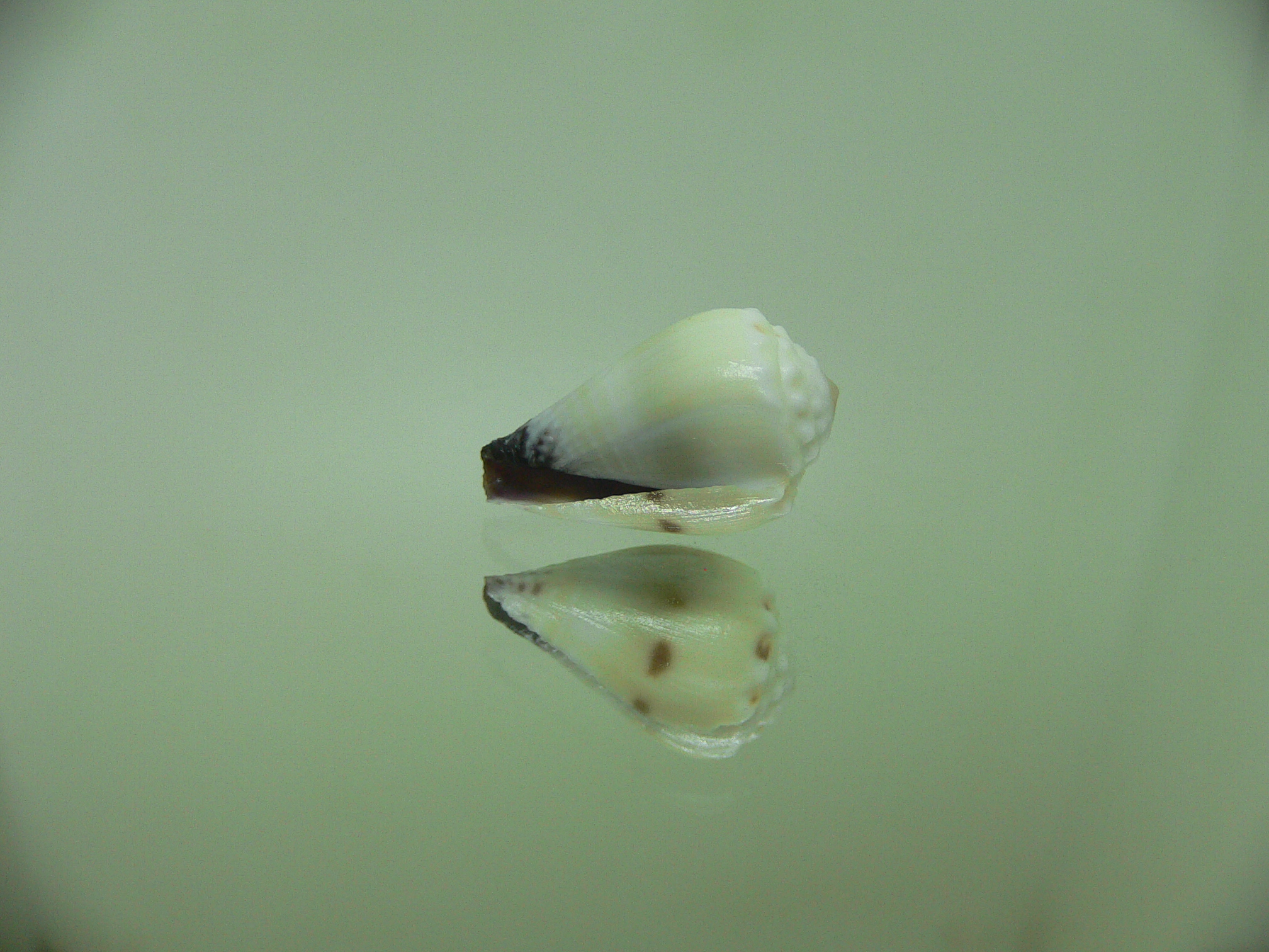 Conus sponsalis WIDE