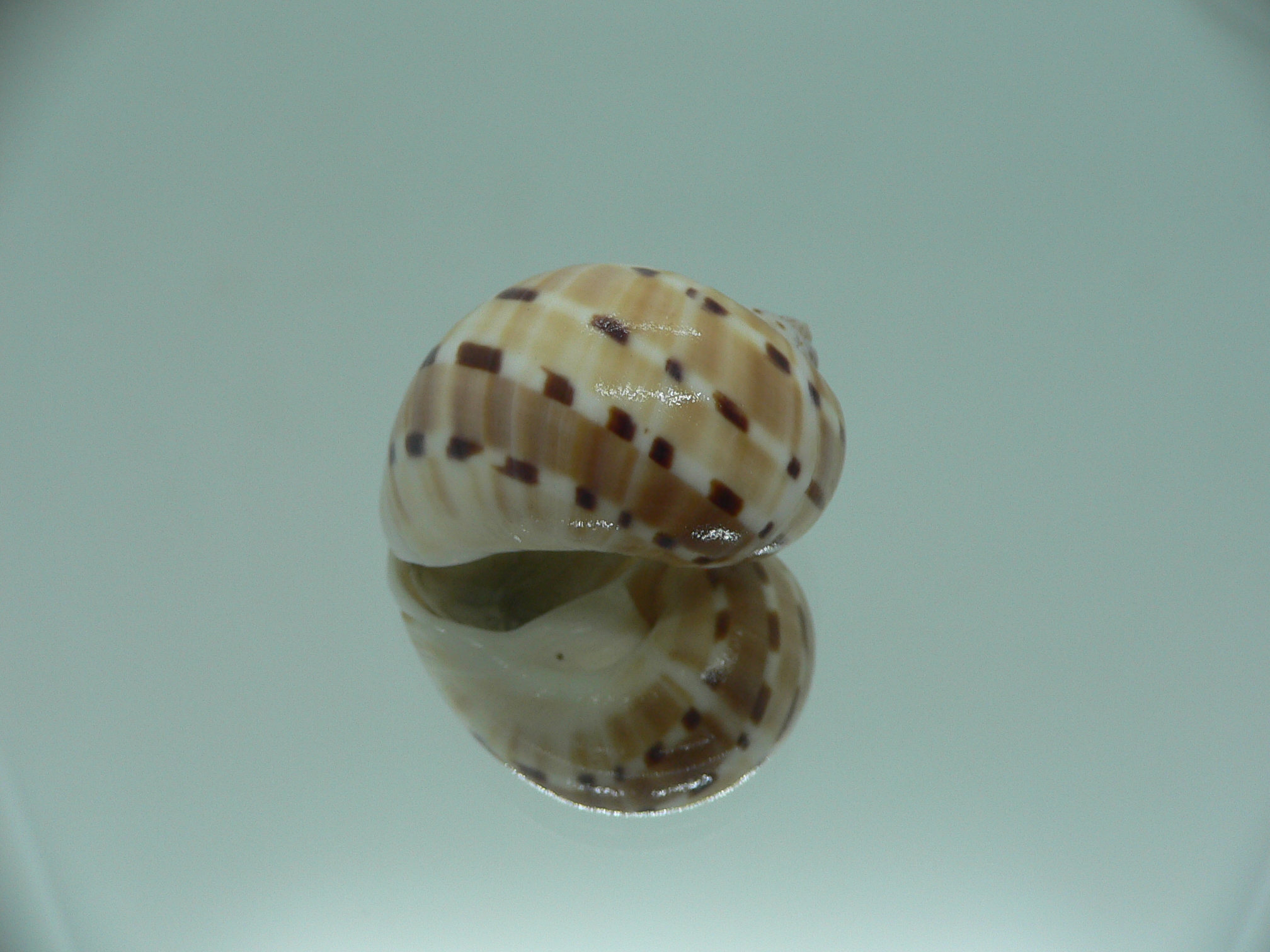 Naticarius alapapilionis alapapilionis BIG & DOTTED LINE