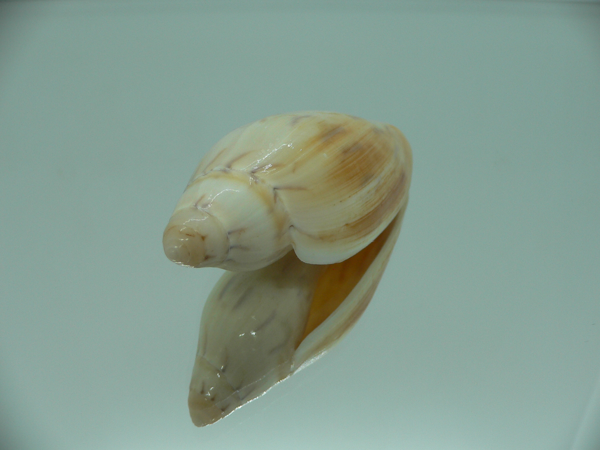 Amoria maculata BIG