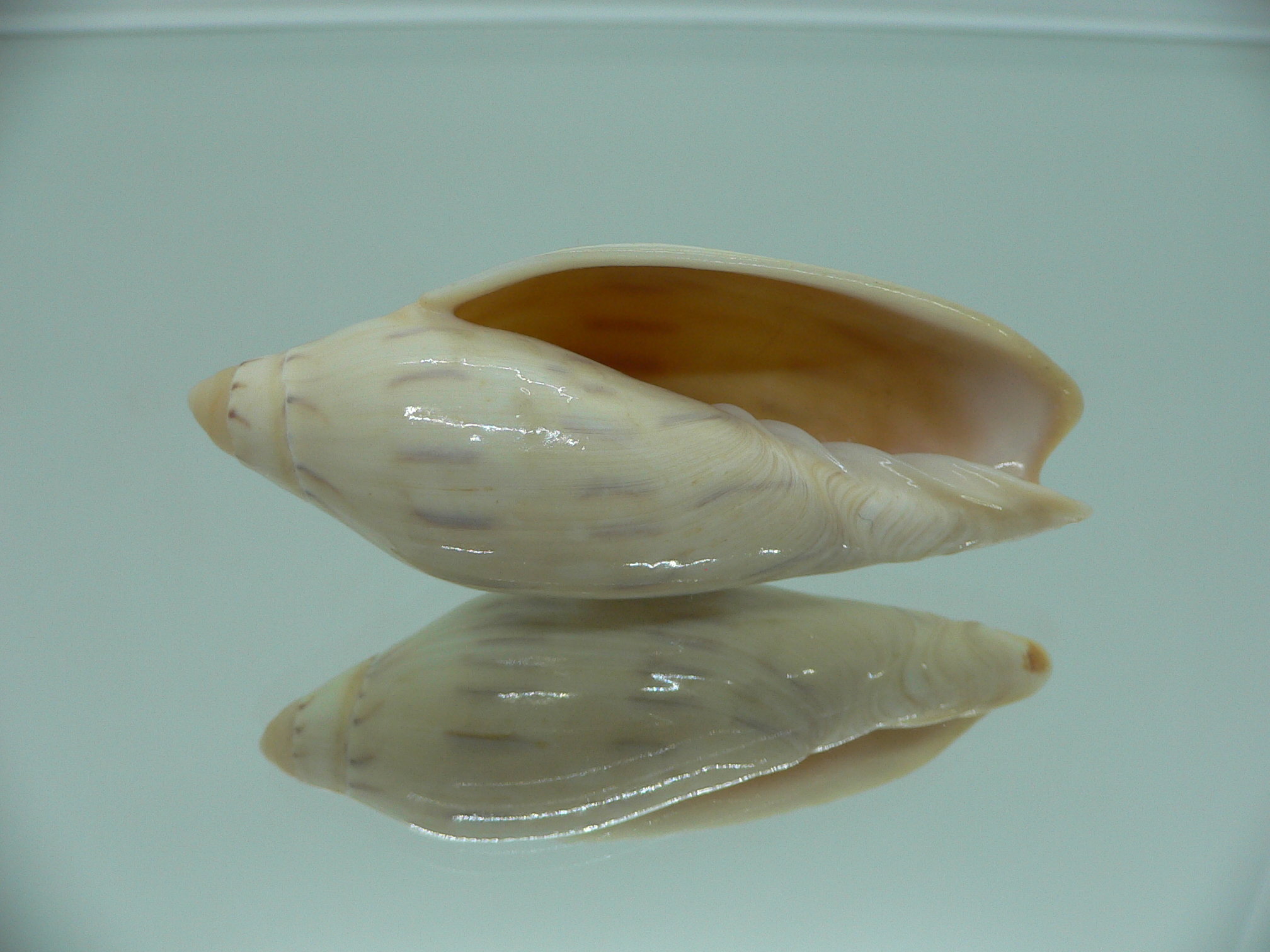 Amoria maculata BIG