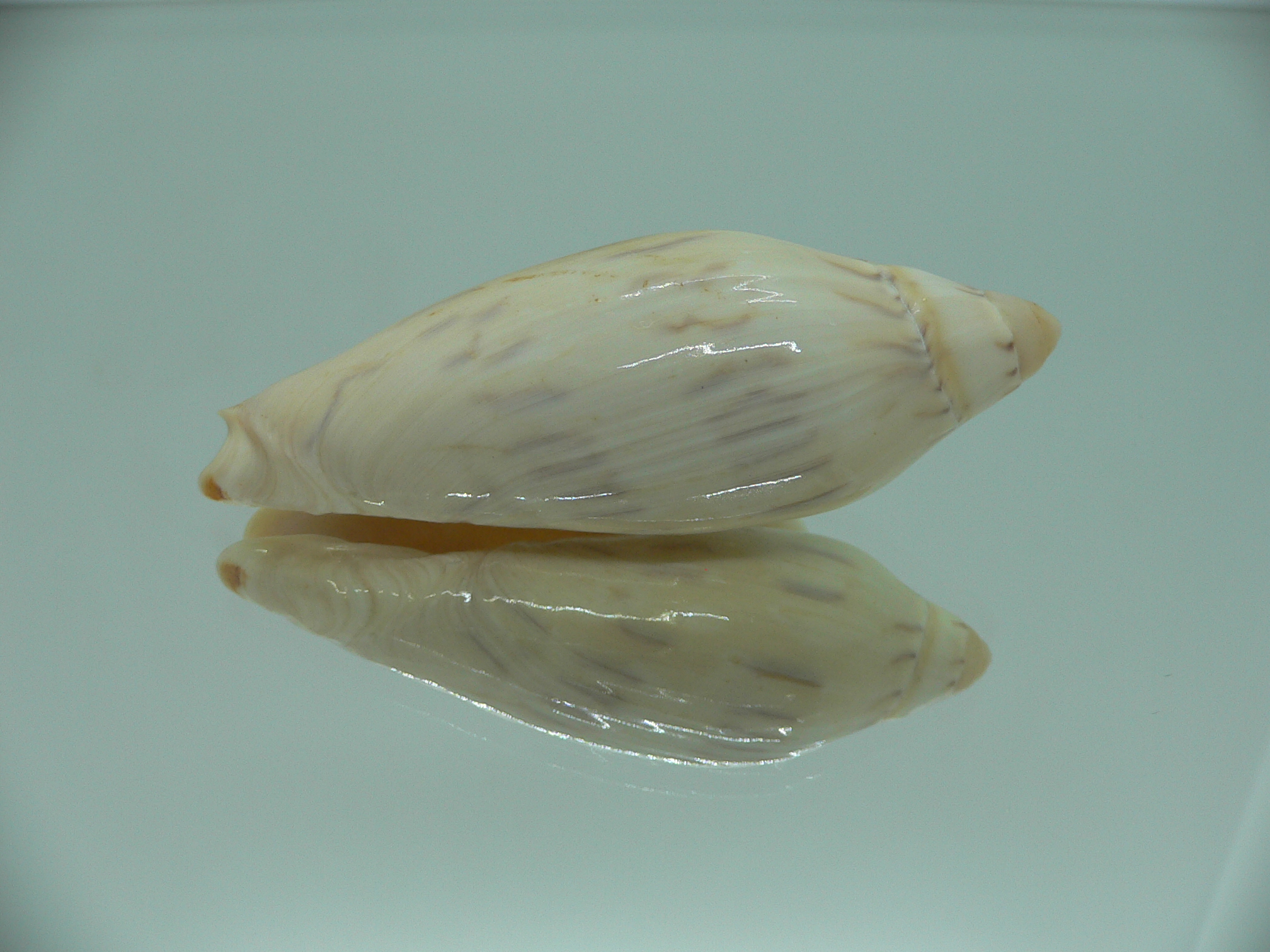 Amoria maculata BIG