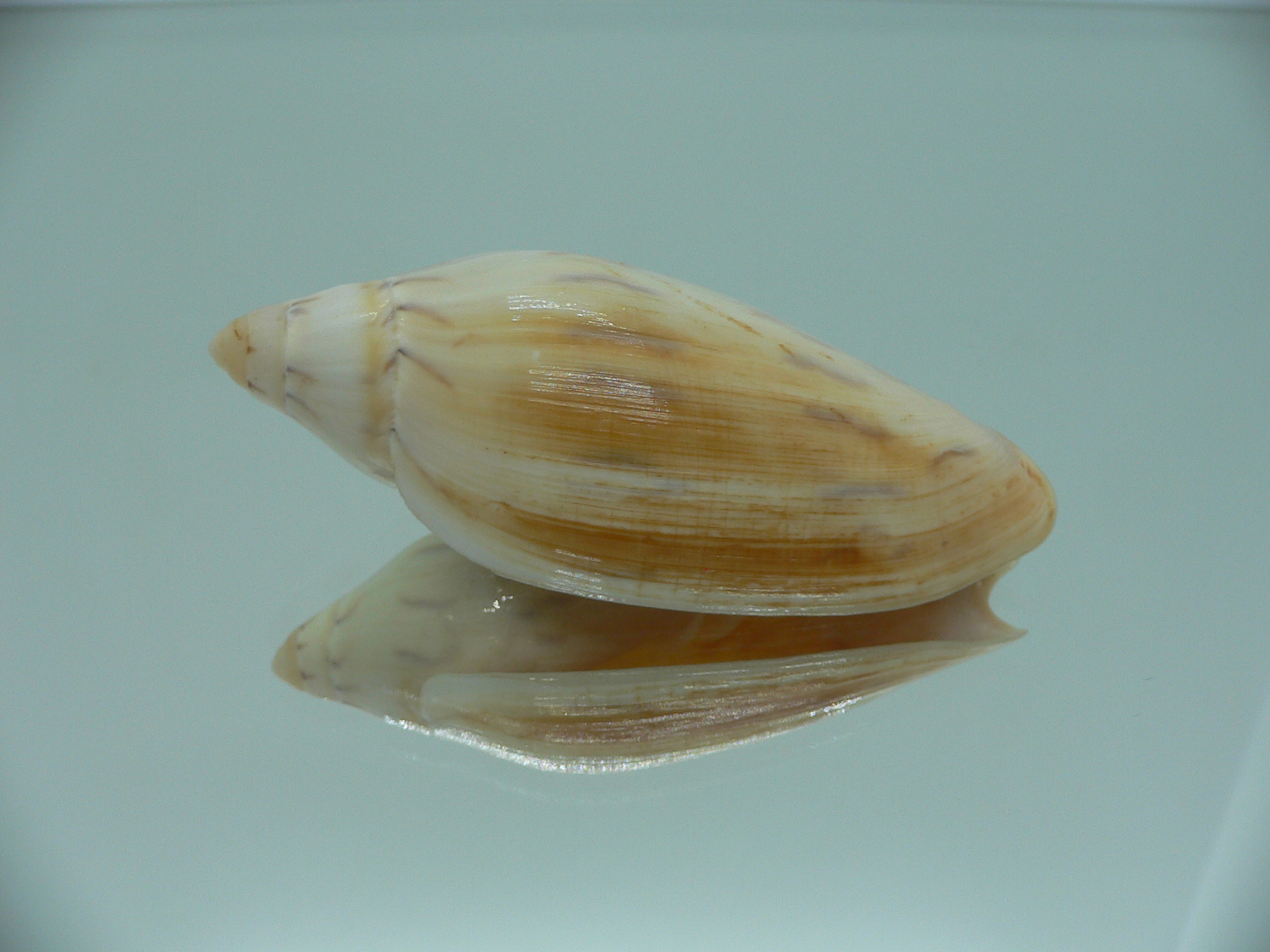 Amoria maculata BIG