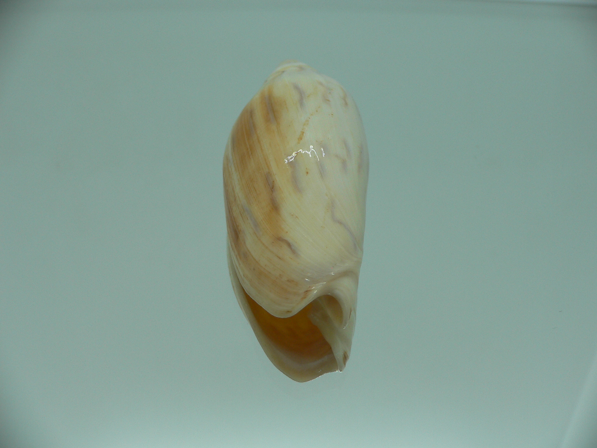 Amoria maculata BIG