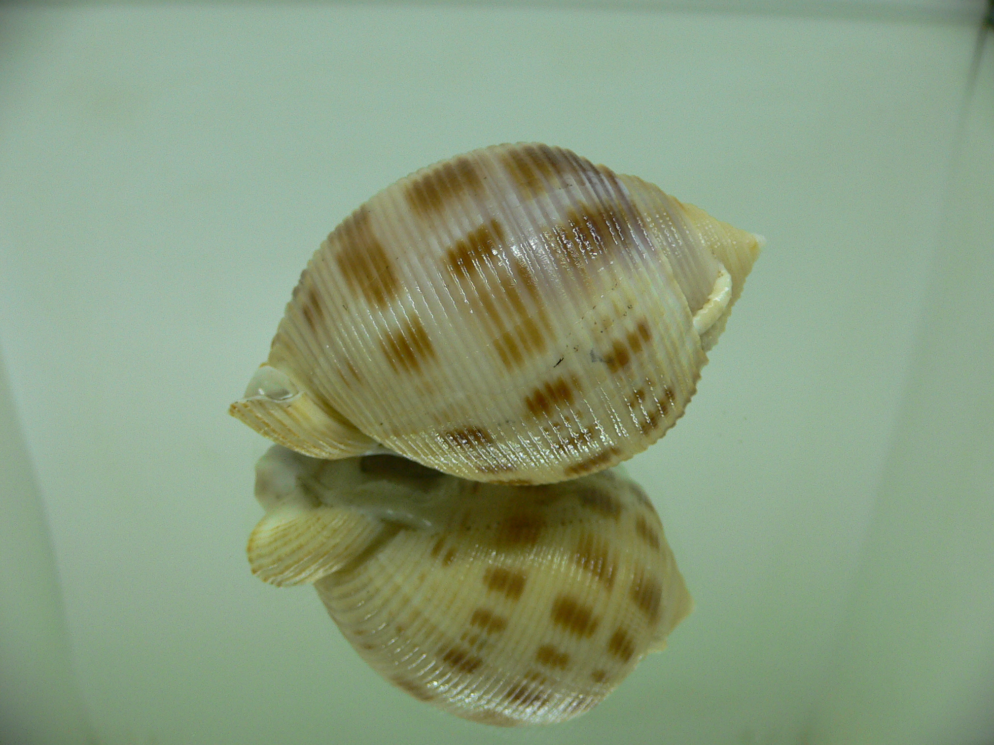 Semicassis bisulcata KEELY