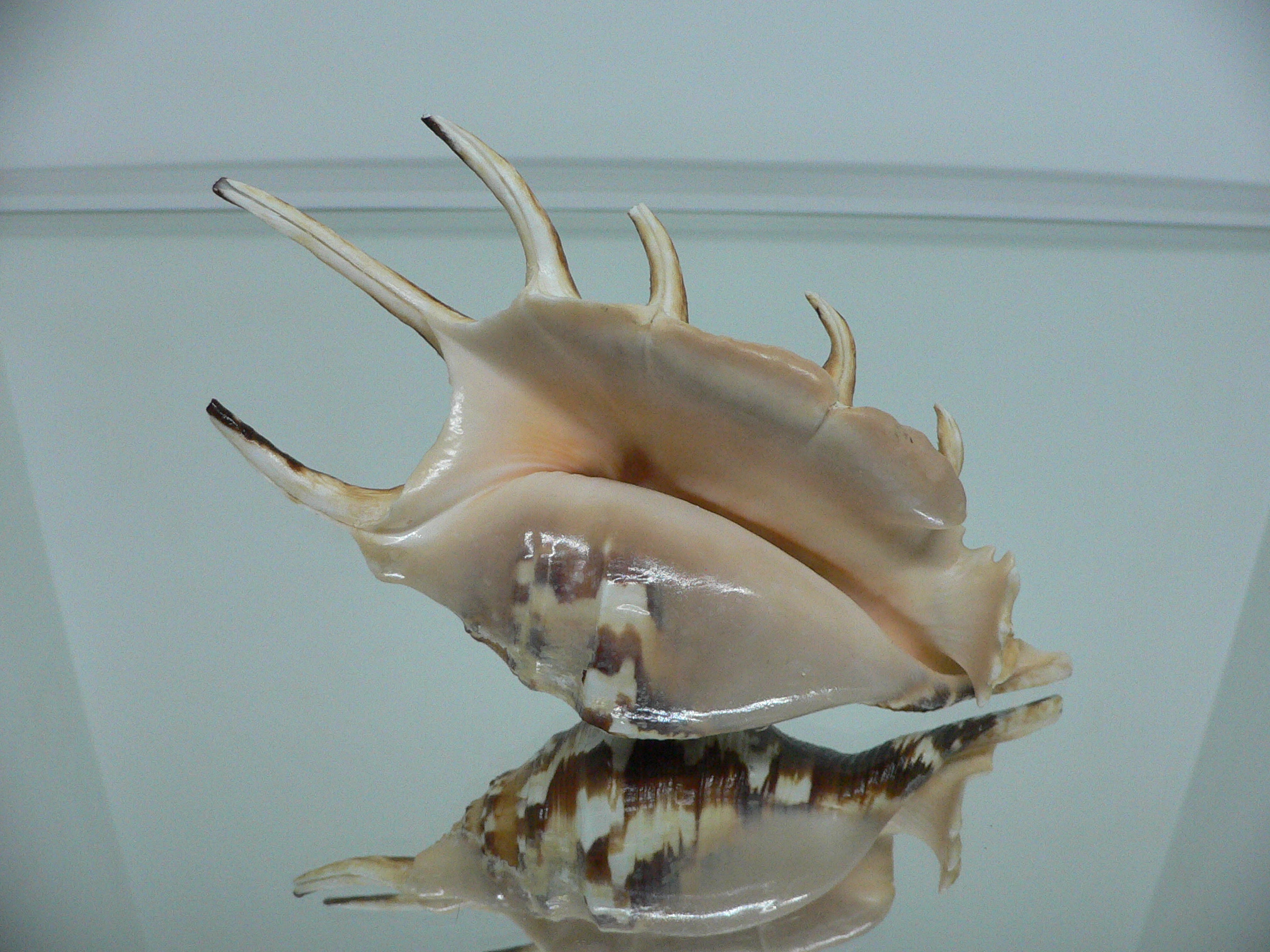 Lambis lambis ZIGZAG & SUPER COLOR