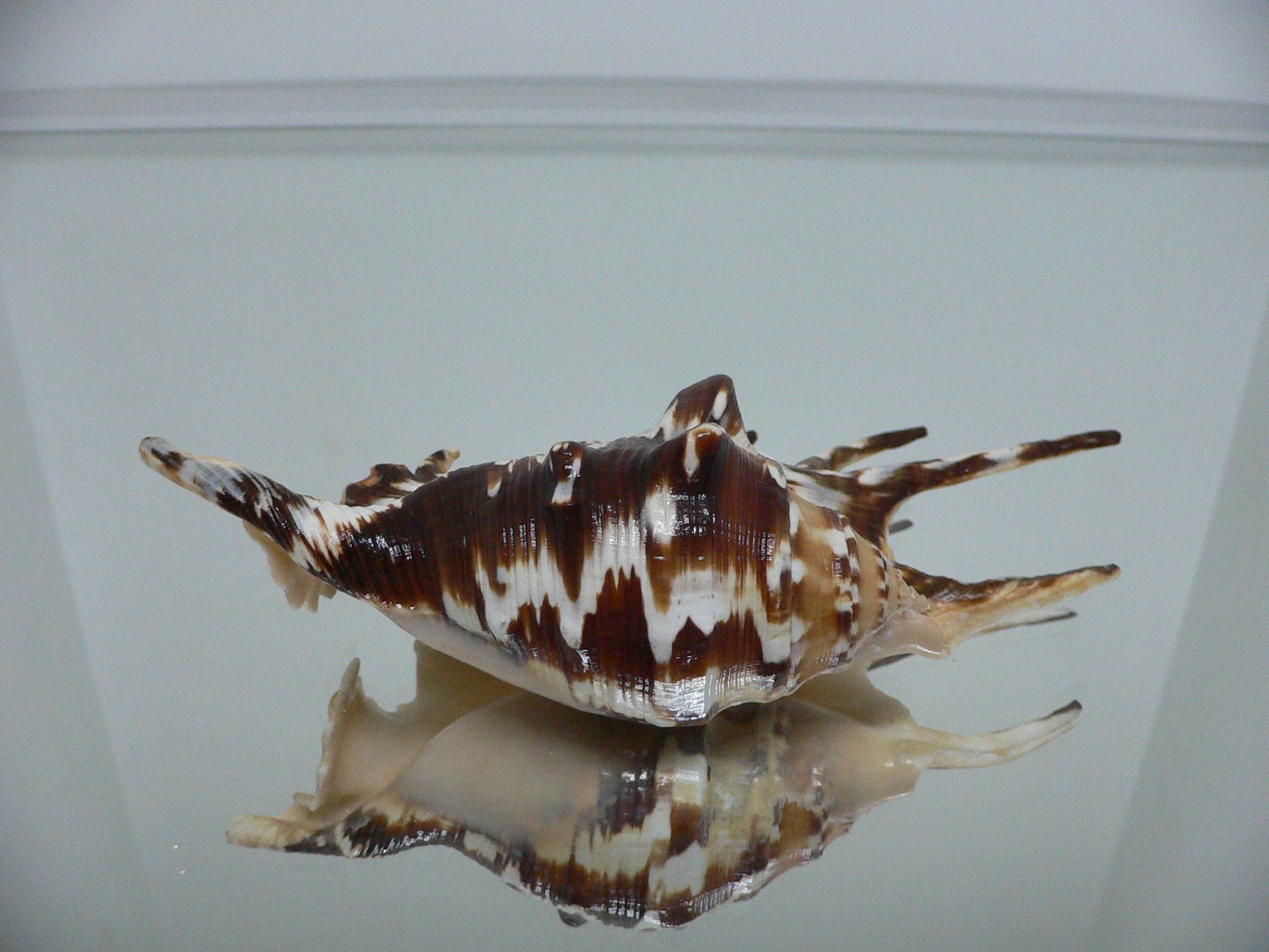 Lambis lambis ZIGZAG & SUPER COLOR