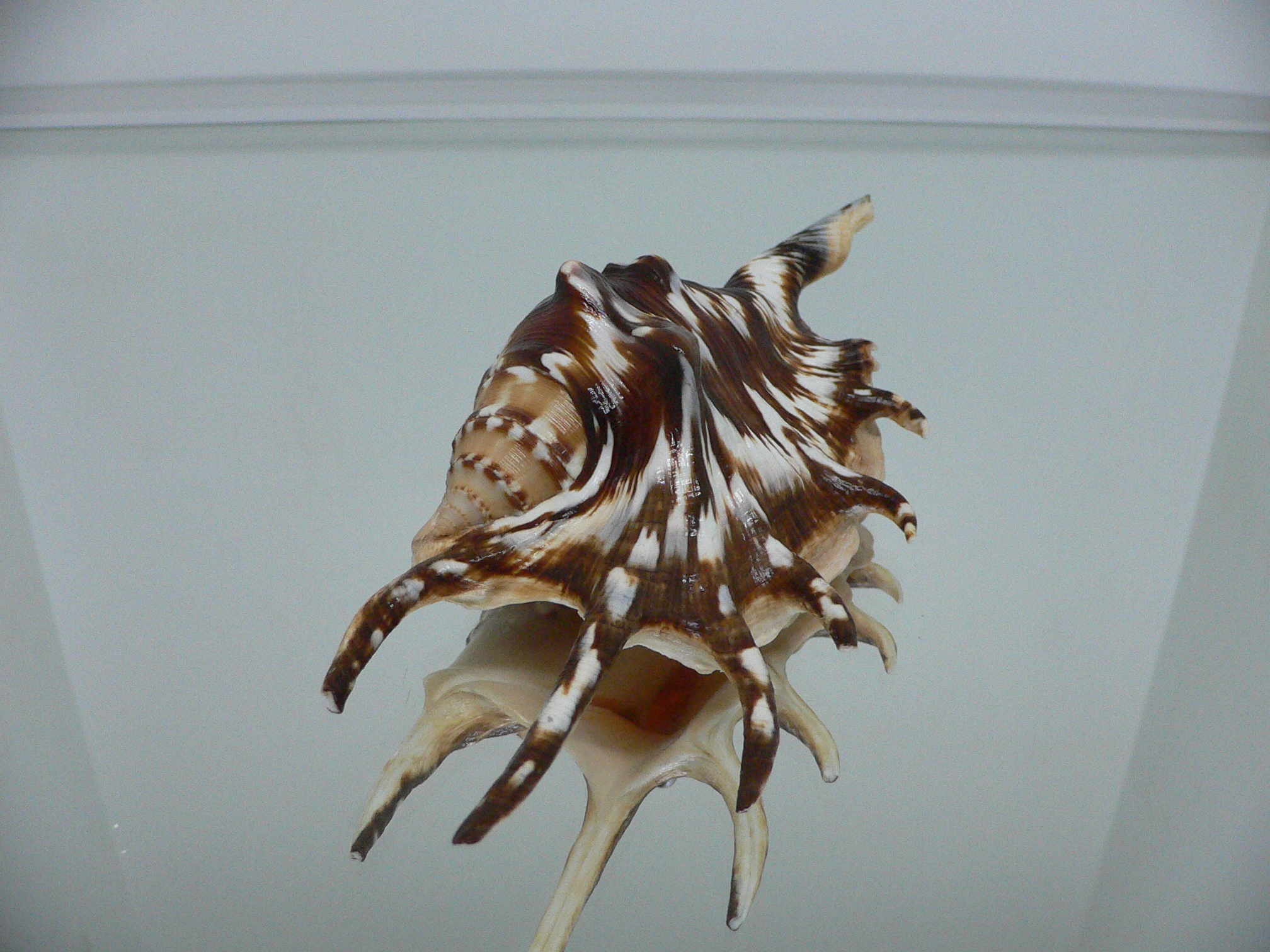 Lambis lambis ZIGZAG & SUPER COLOR