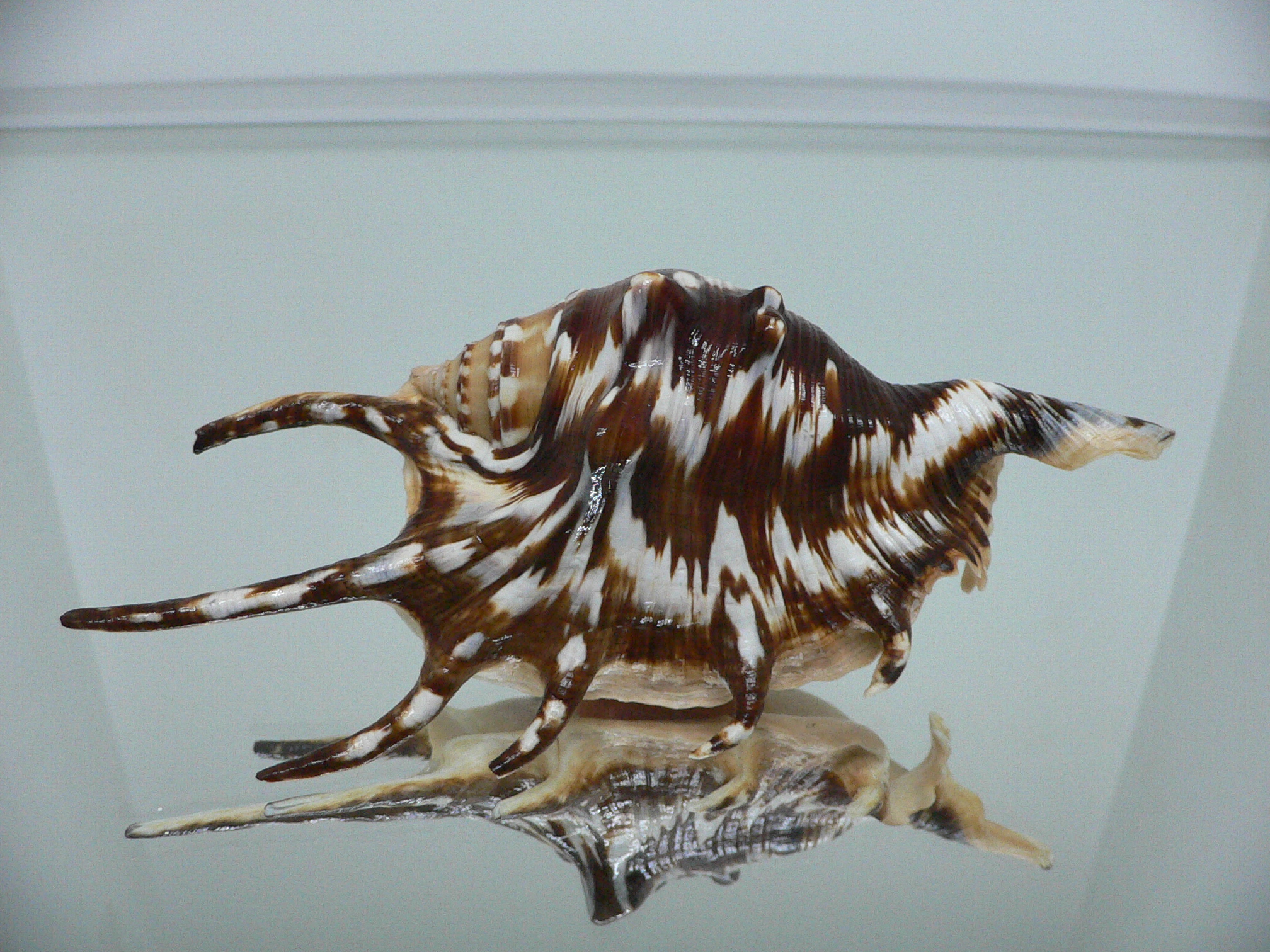 Lambis lambis ZIGZAG & SUPER COLOR