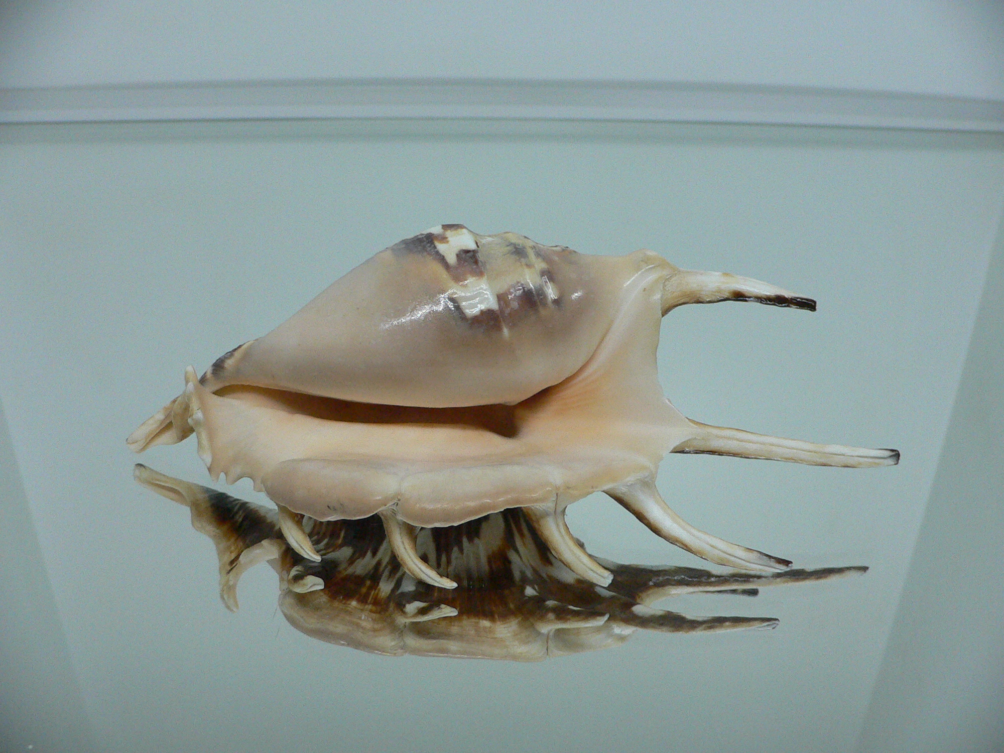 Lambis lambis ZIGZAG & SUPER COLOR