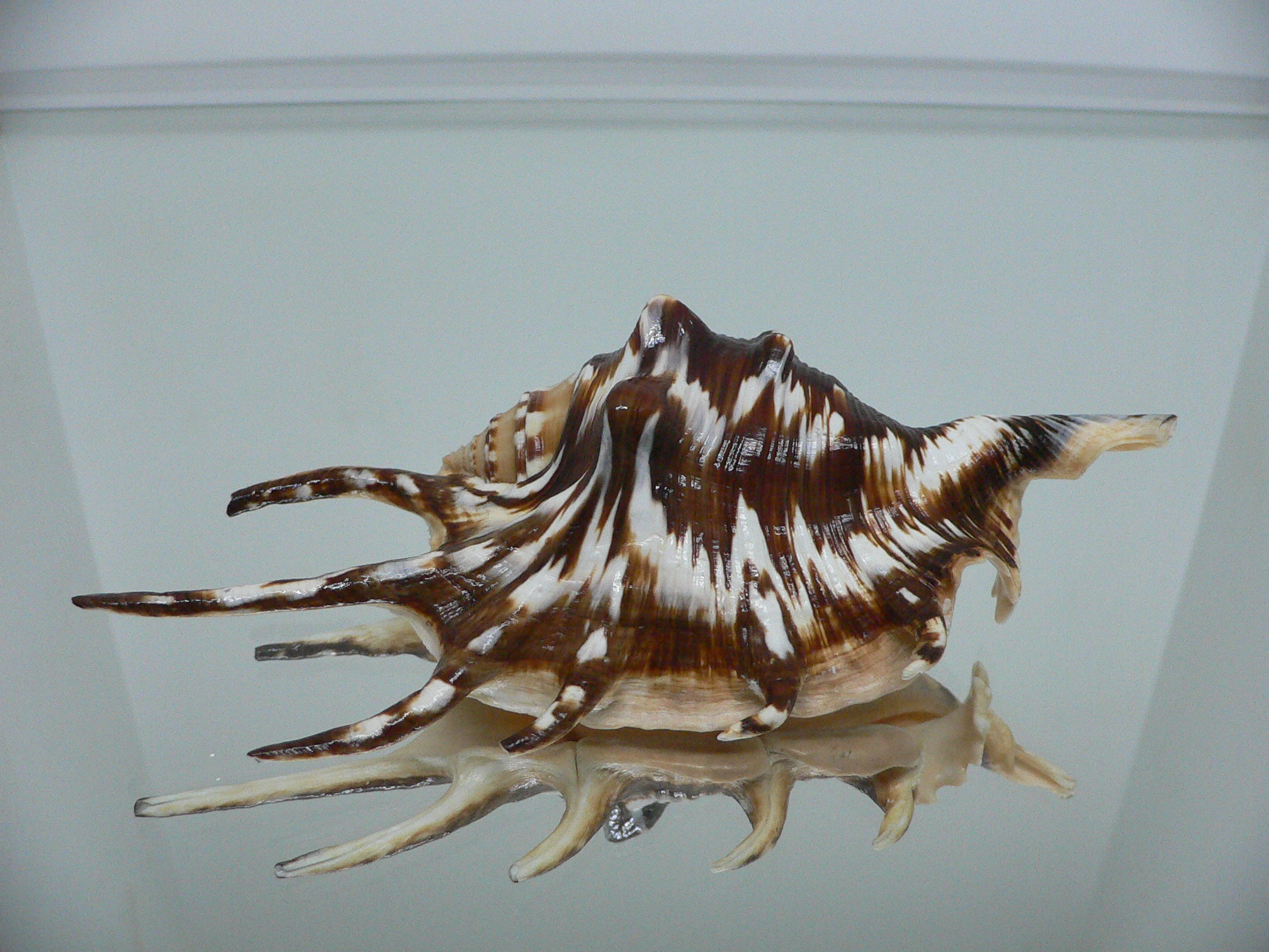 Lambis lambis ZIGZAG & SUPER COLOR