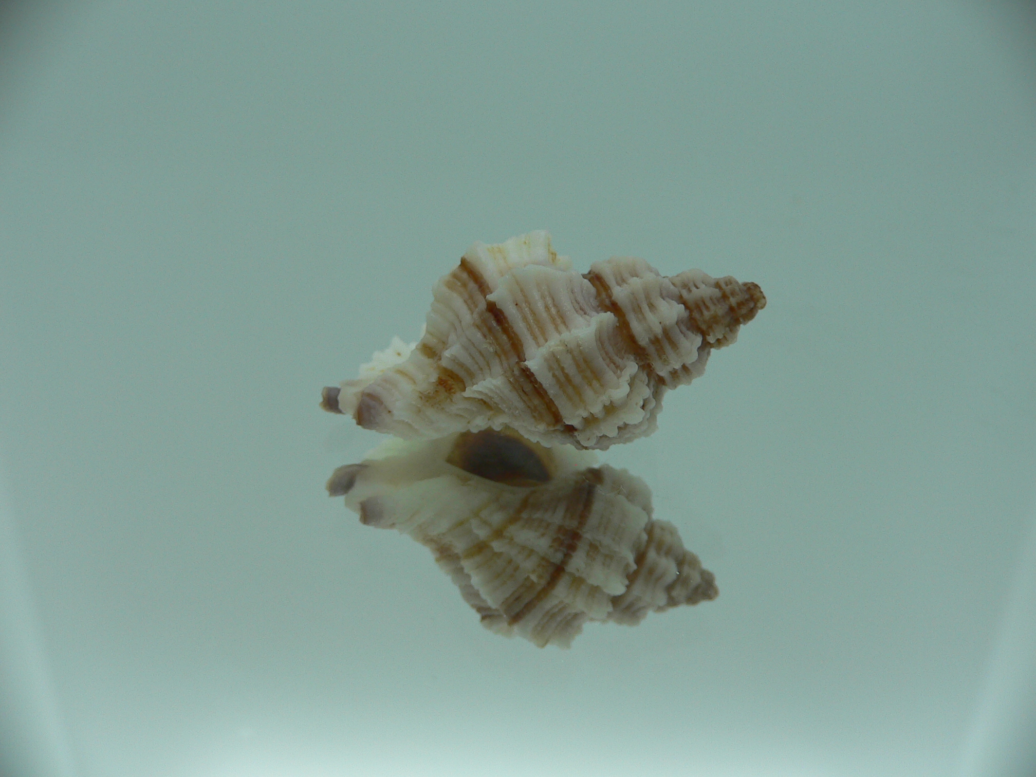 Ocinebrellus lumarius ENDEMIC & RIBBED