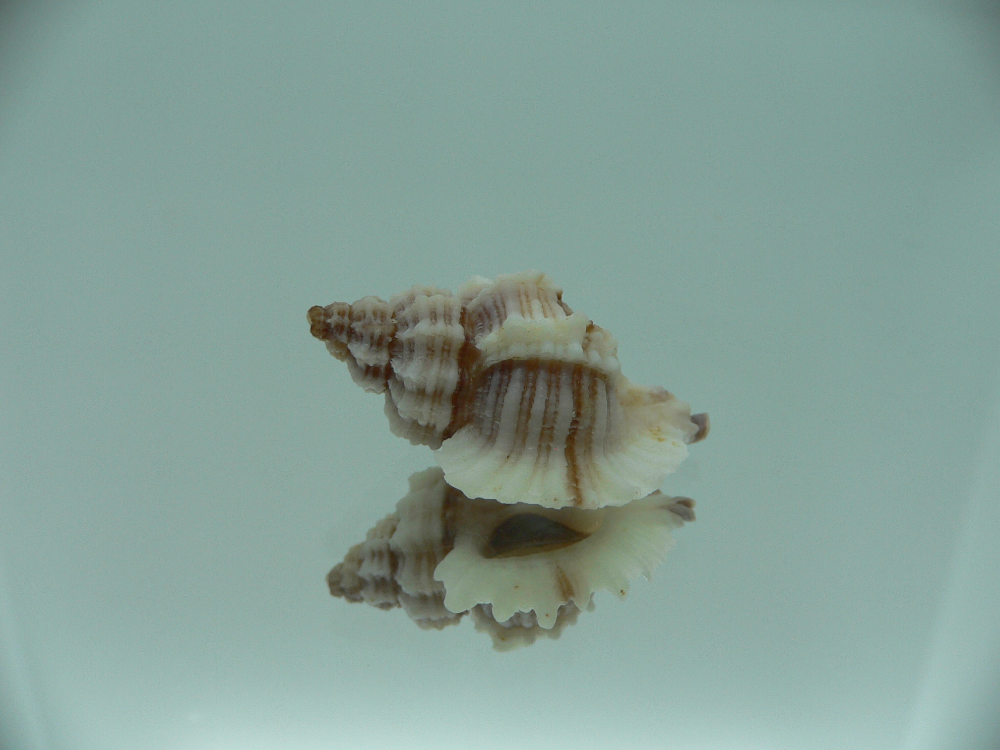 Ocinebrellus lumarius ENDEMIC & RIBBED