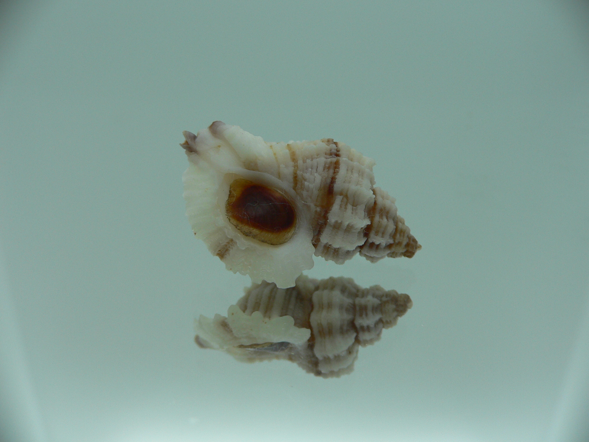 Ocinebrellus lumarius ENDEMIC & RIBBED