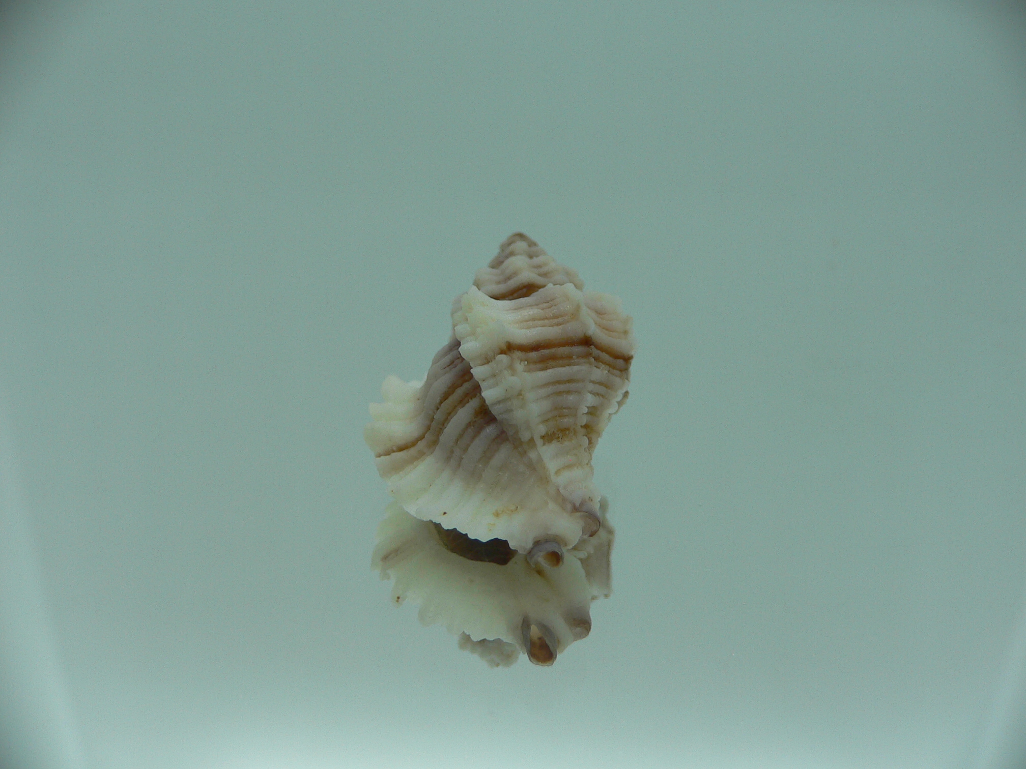 Ocinebrellus lumarius ENDEMIC & RIBBED