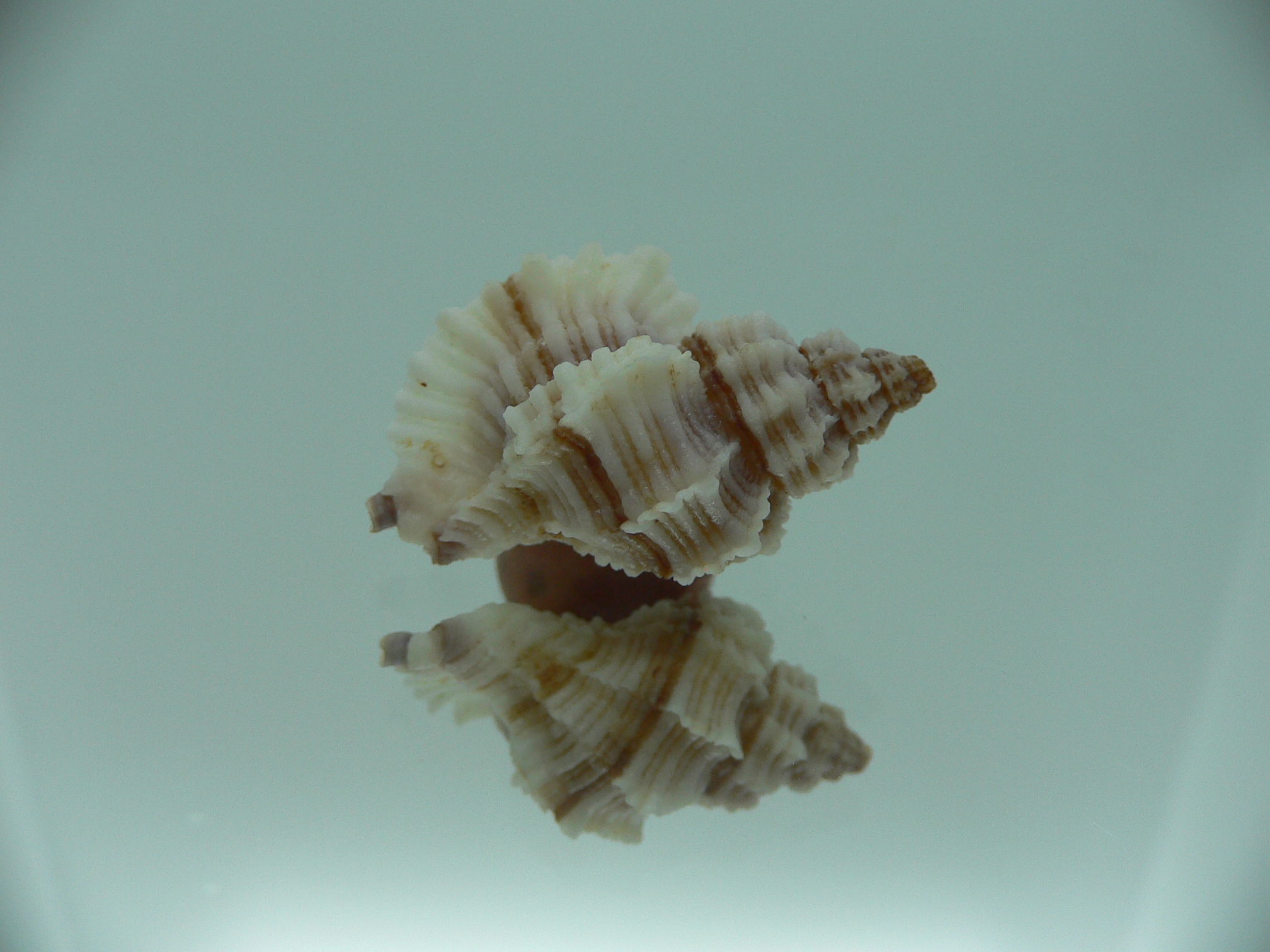 Ocinebrellus lumarius ENDEMIC & RIBBED