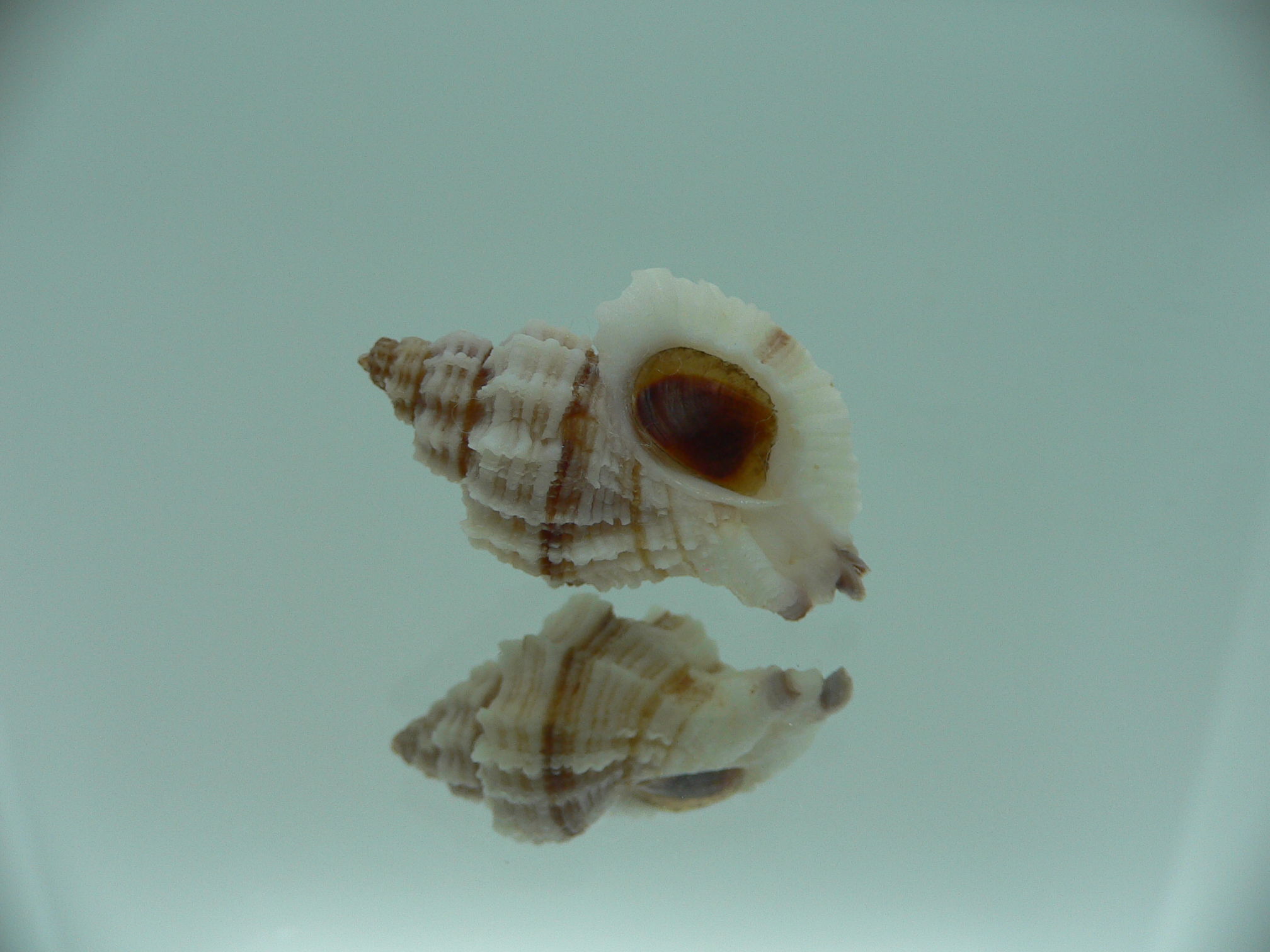 Ocinebrellus lumarius ENDEMIC & RIBBED