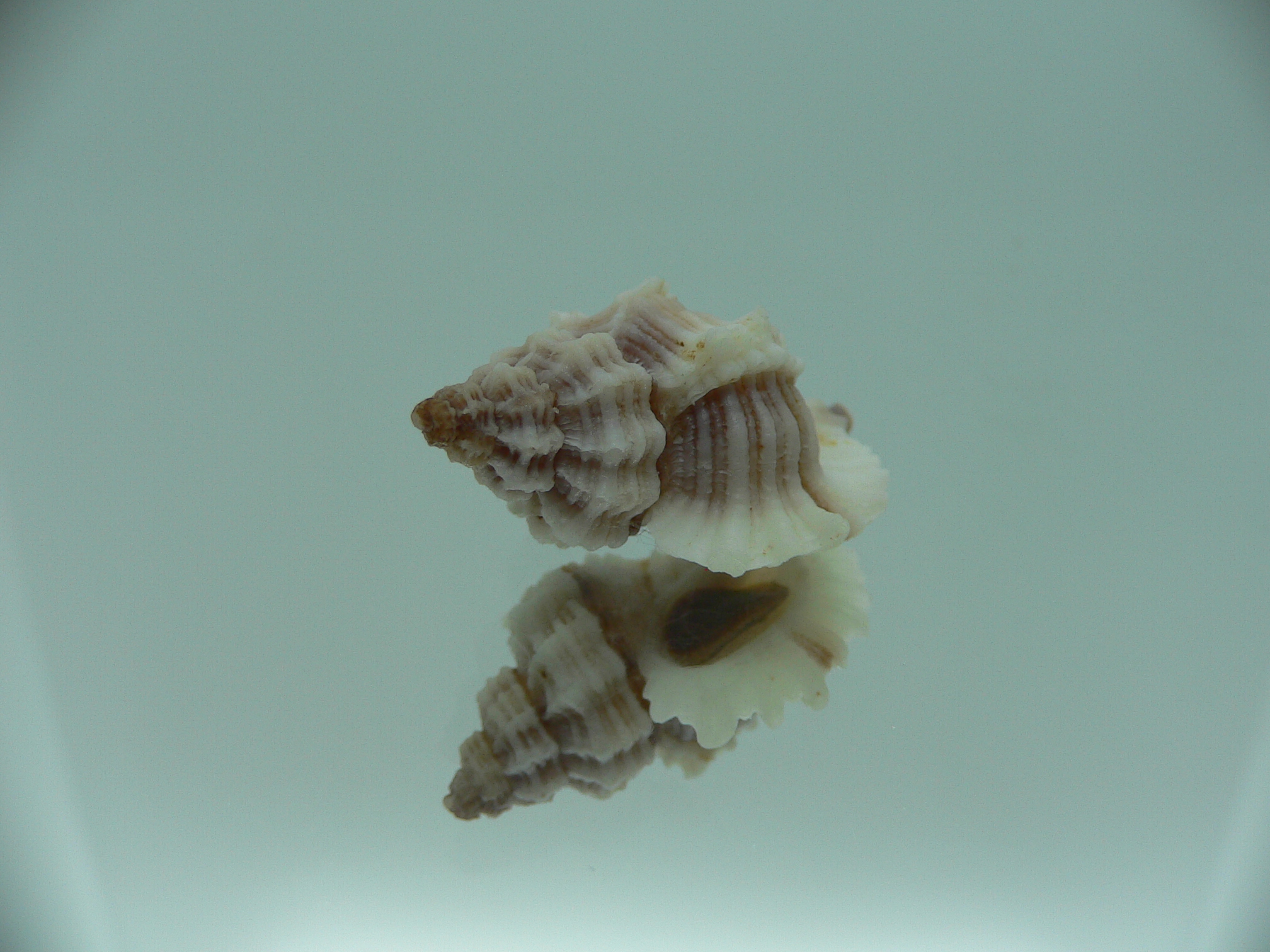 Ocinebrellus lumarius ENDEMIC & RIBBED