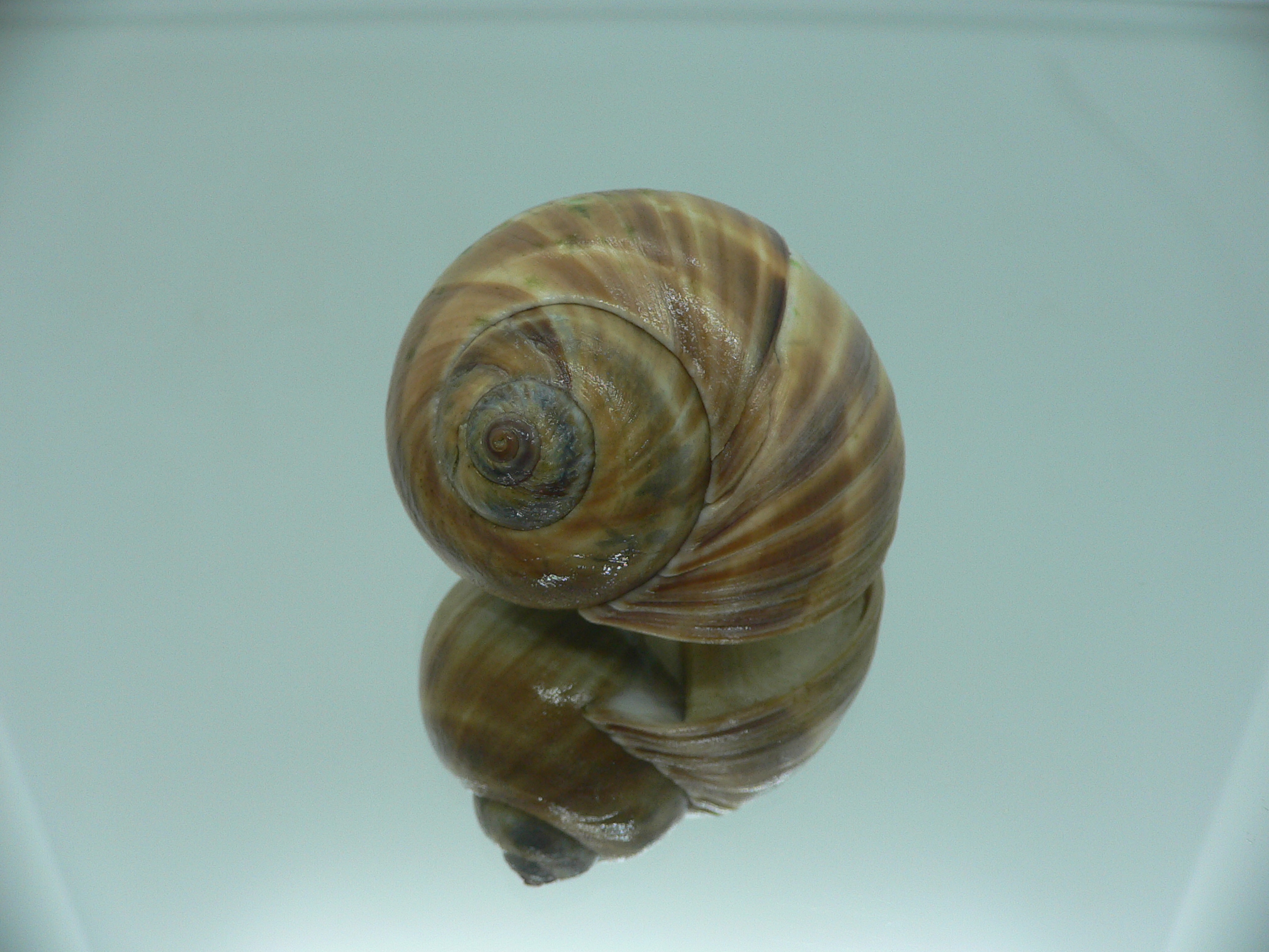 Cryptonatica janthostoma BIG & COLORING