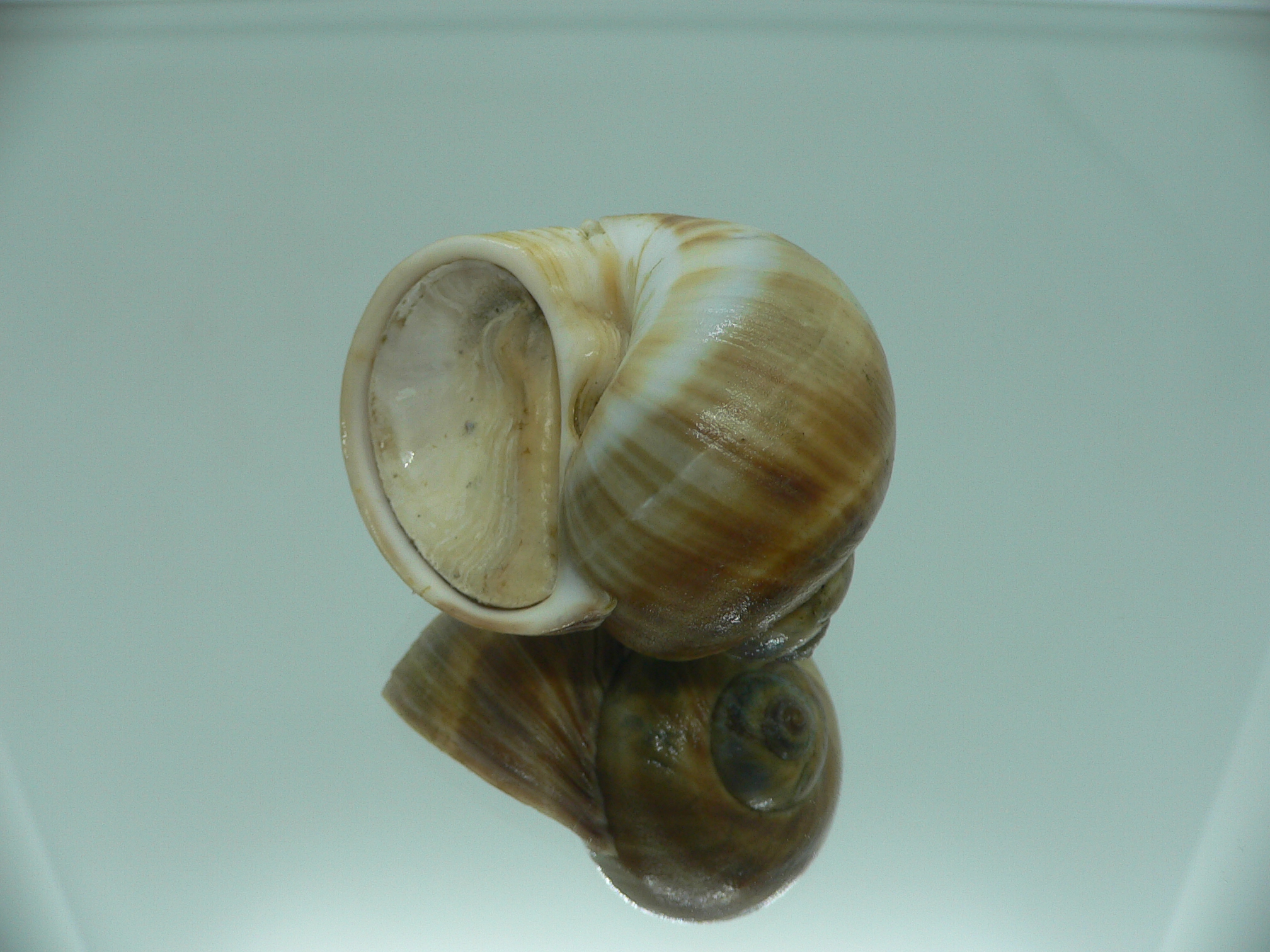 Cryptonatica janthostoma BIG & COLORING