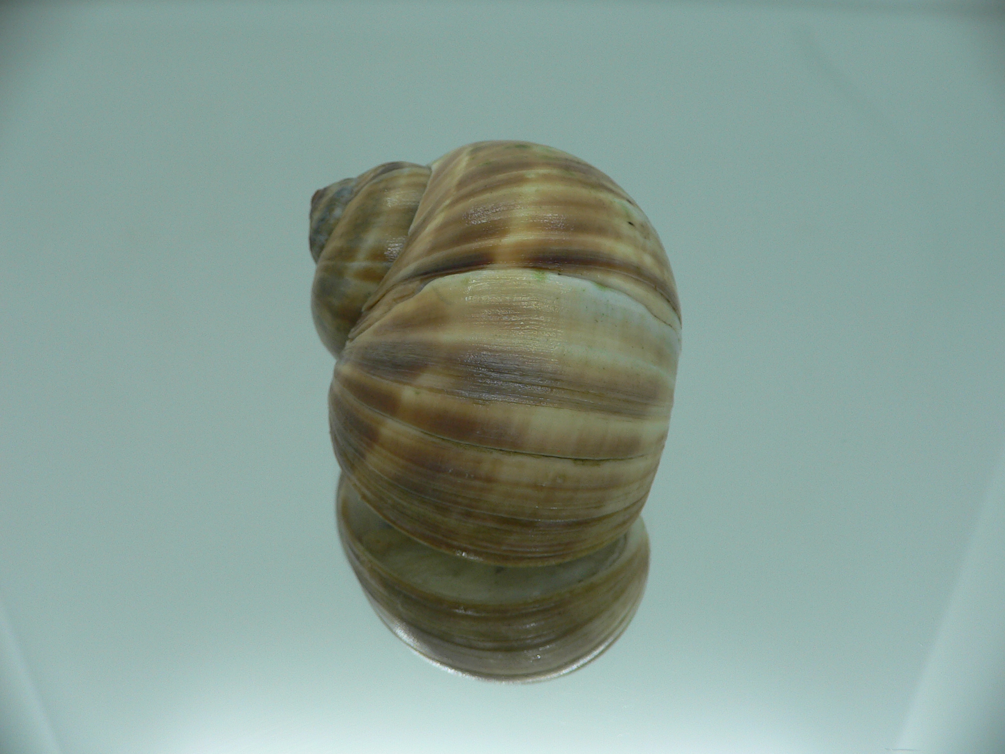 Cryptonatica janthostoma BIG & COLORING
