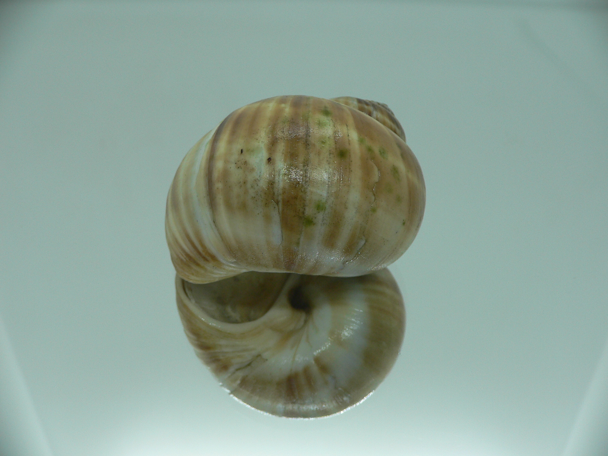 Cryptonatica janthostoma BIG & COLORING