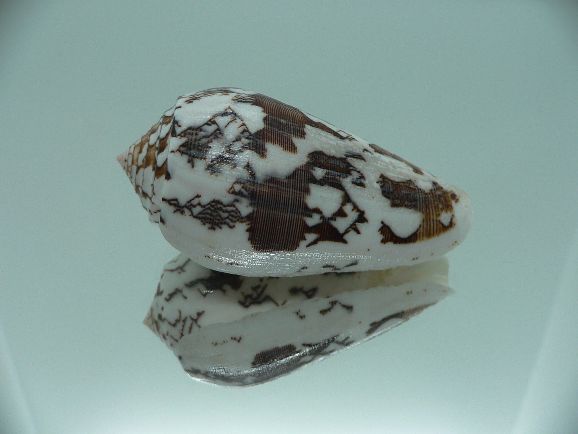 Conus striatus juliaallaryae ZIGZAG