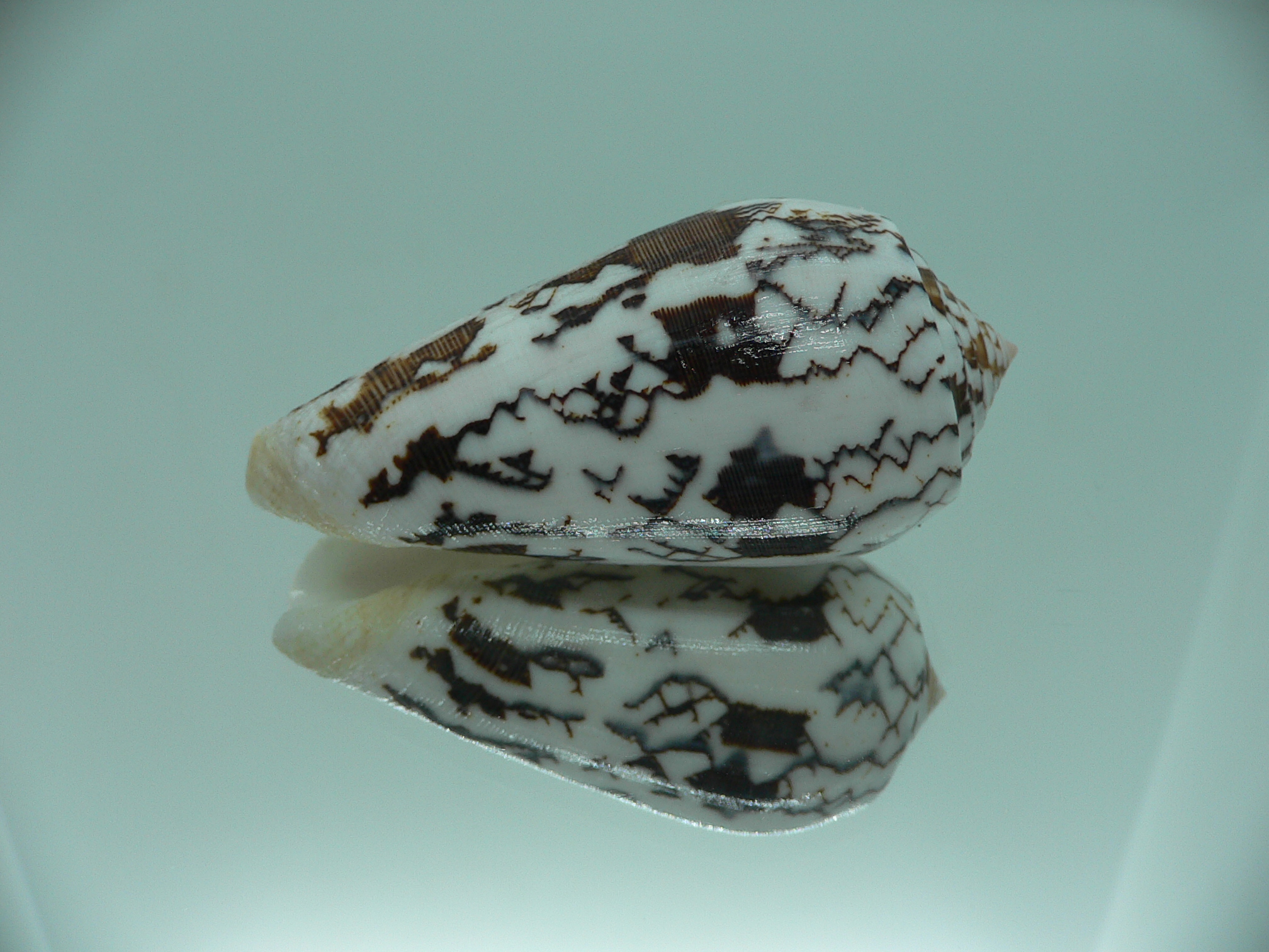 Conus striatus juliaallaryae ZIGZAG
