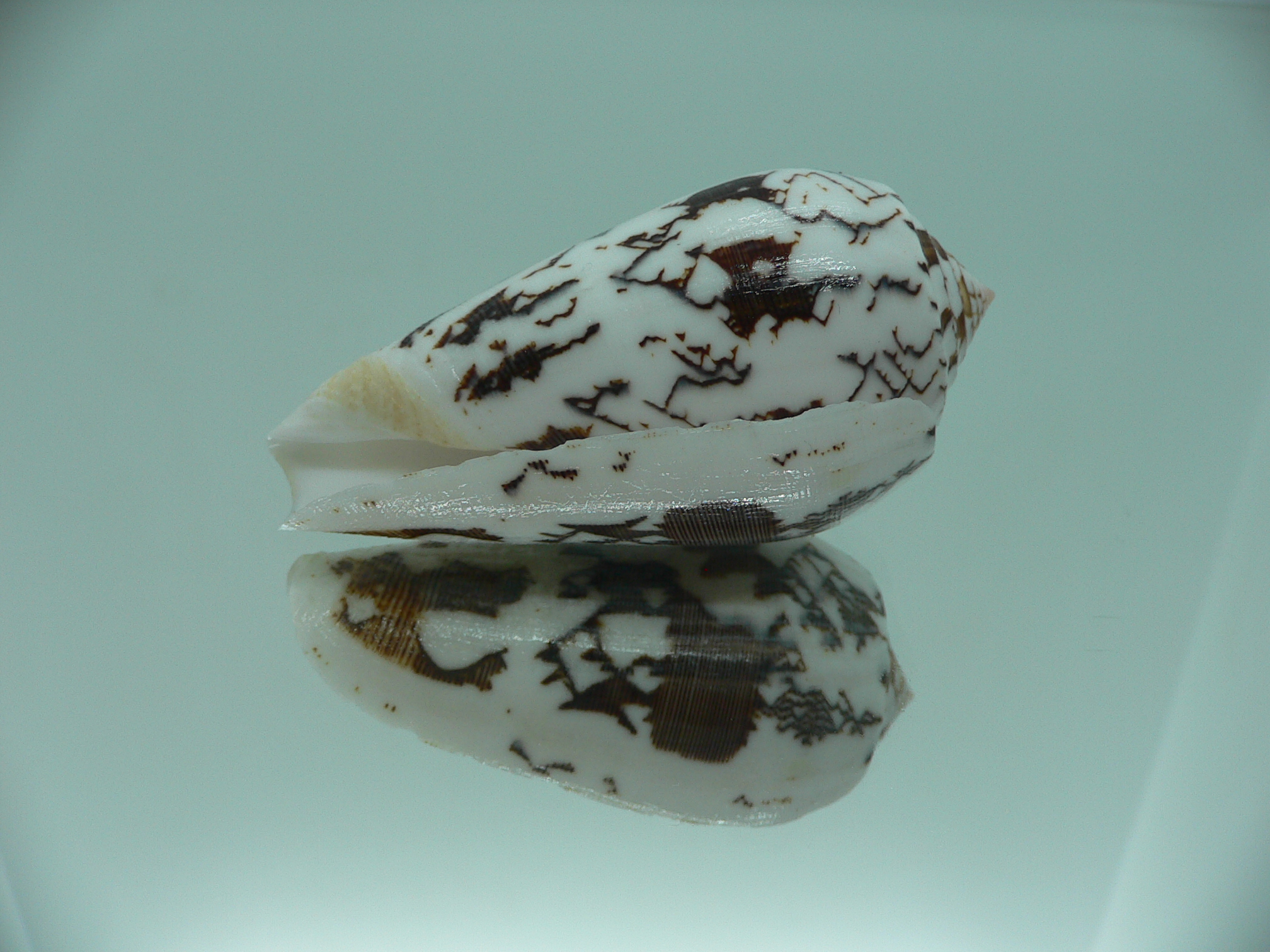 Conus striatus juliaallaryae ZIGZAG