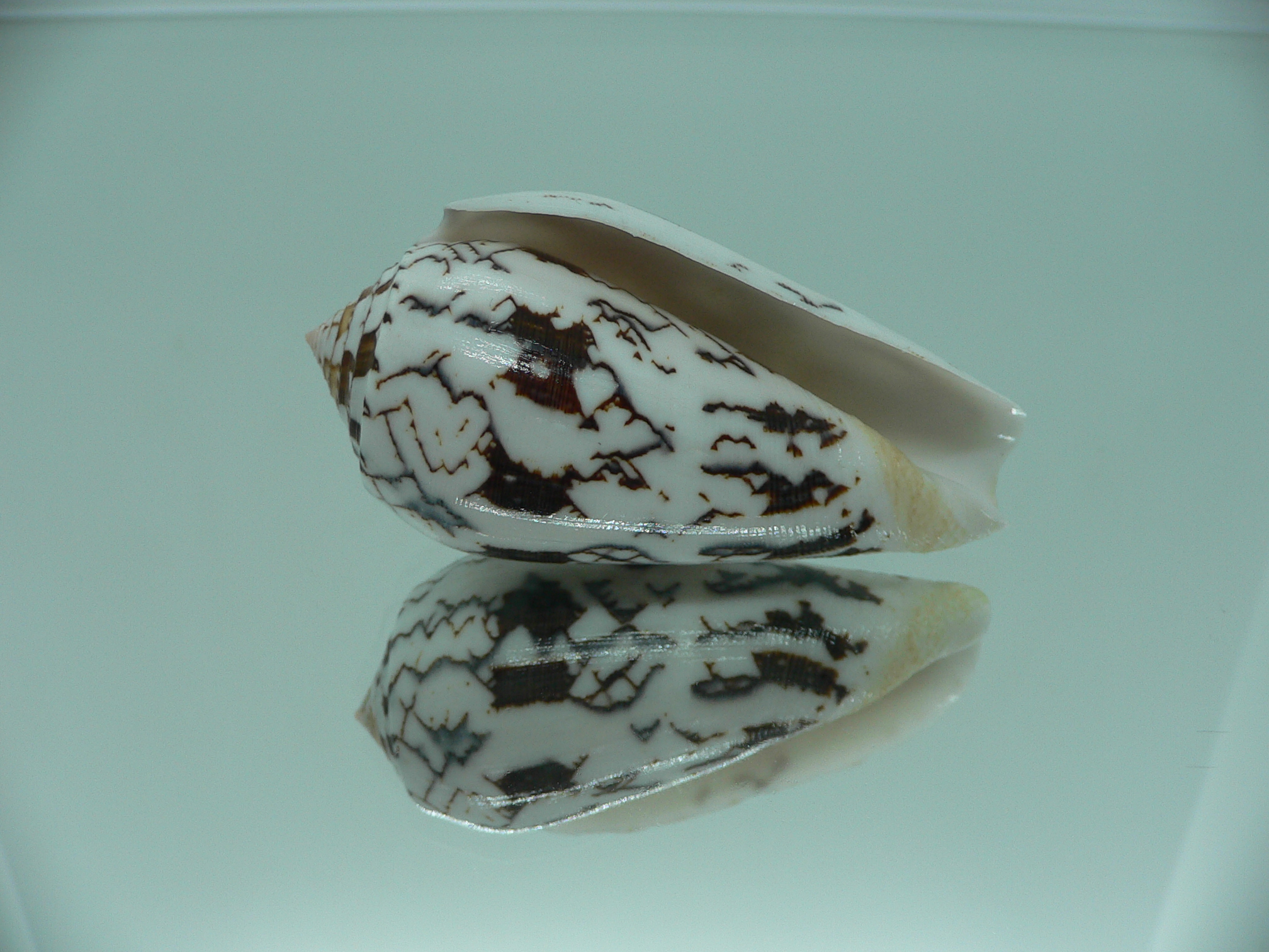 Conus striatus juliaallaryae ZIGZAG
