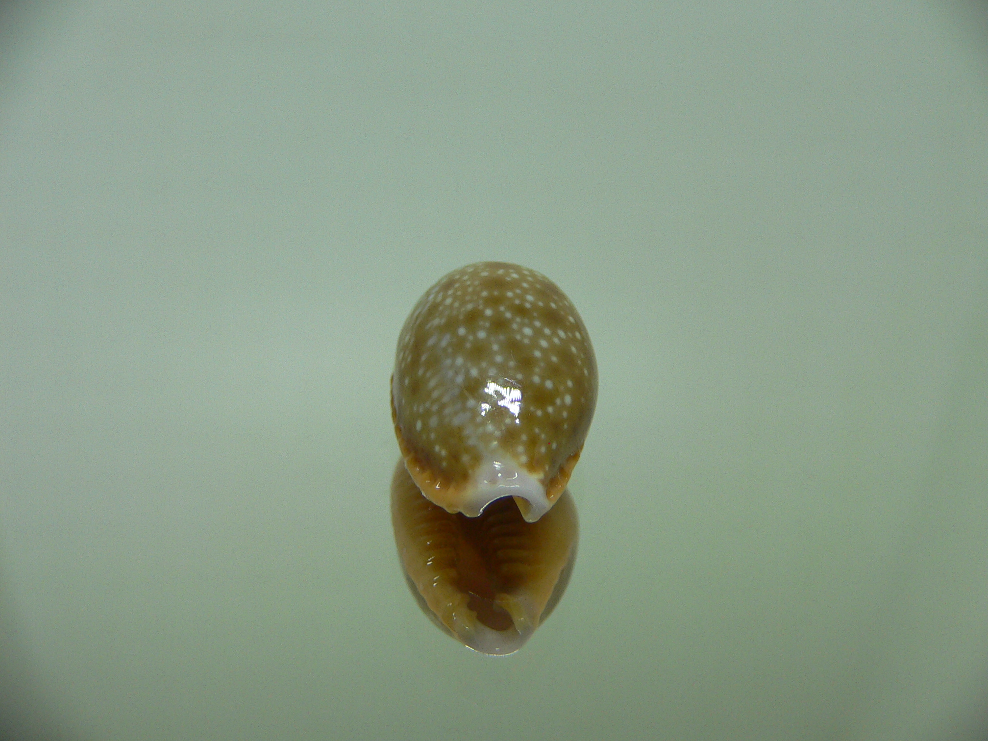 Cypraea helvola argella (var) ELONGATE 1