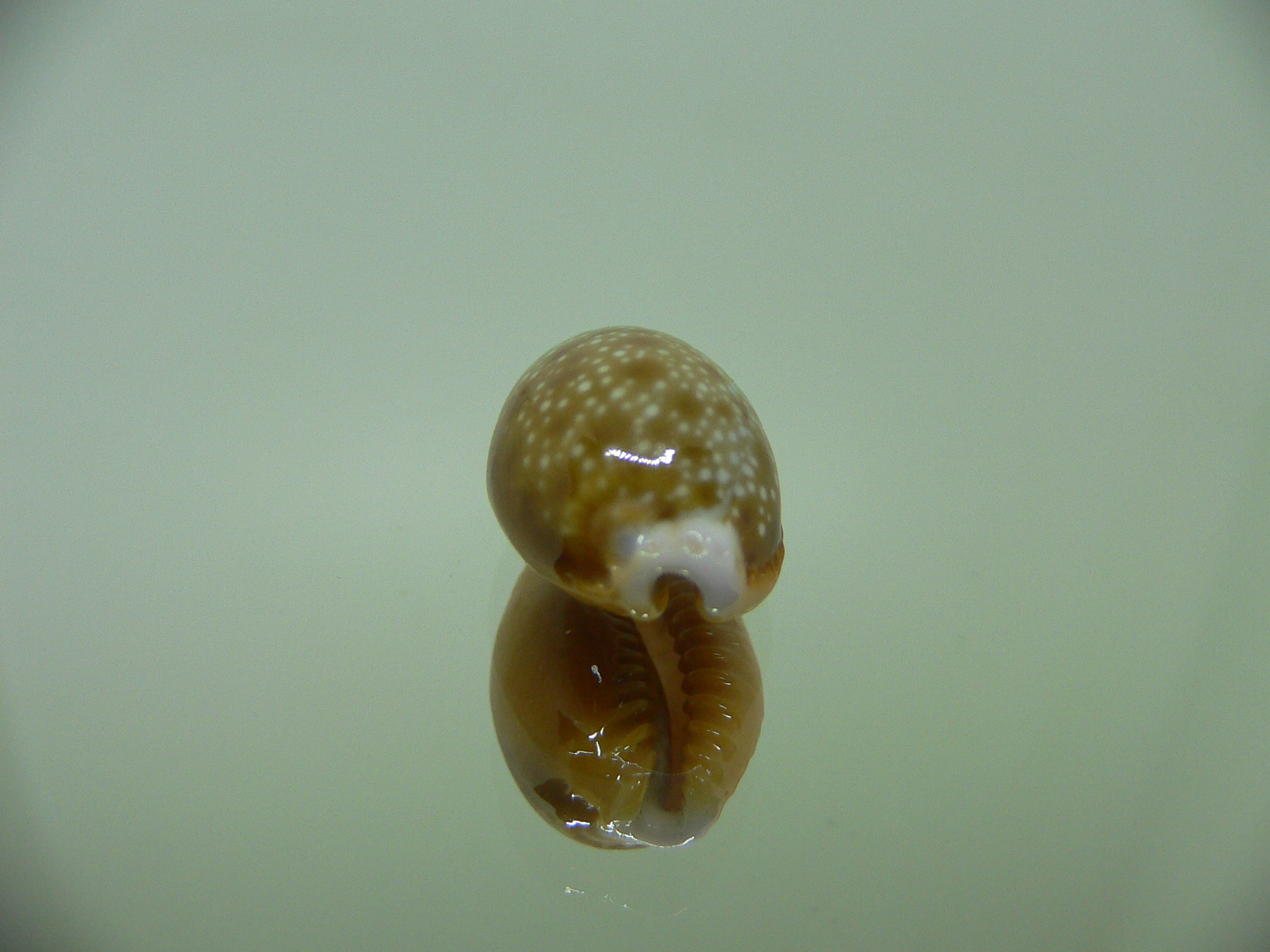 Cypraea helvola argella (var) ELONGATE 1